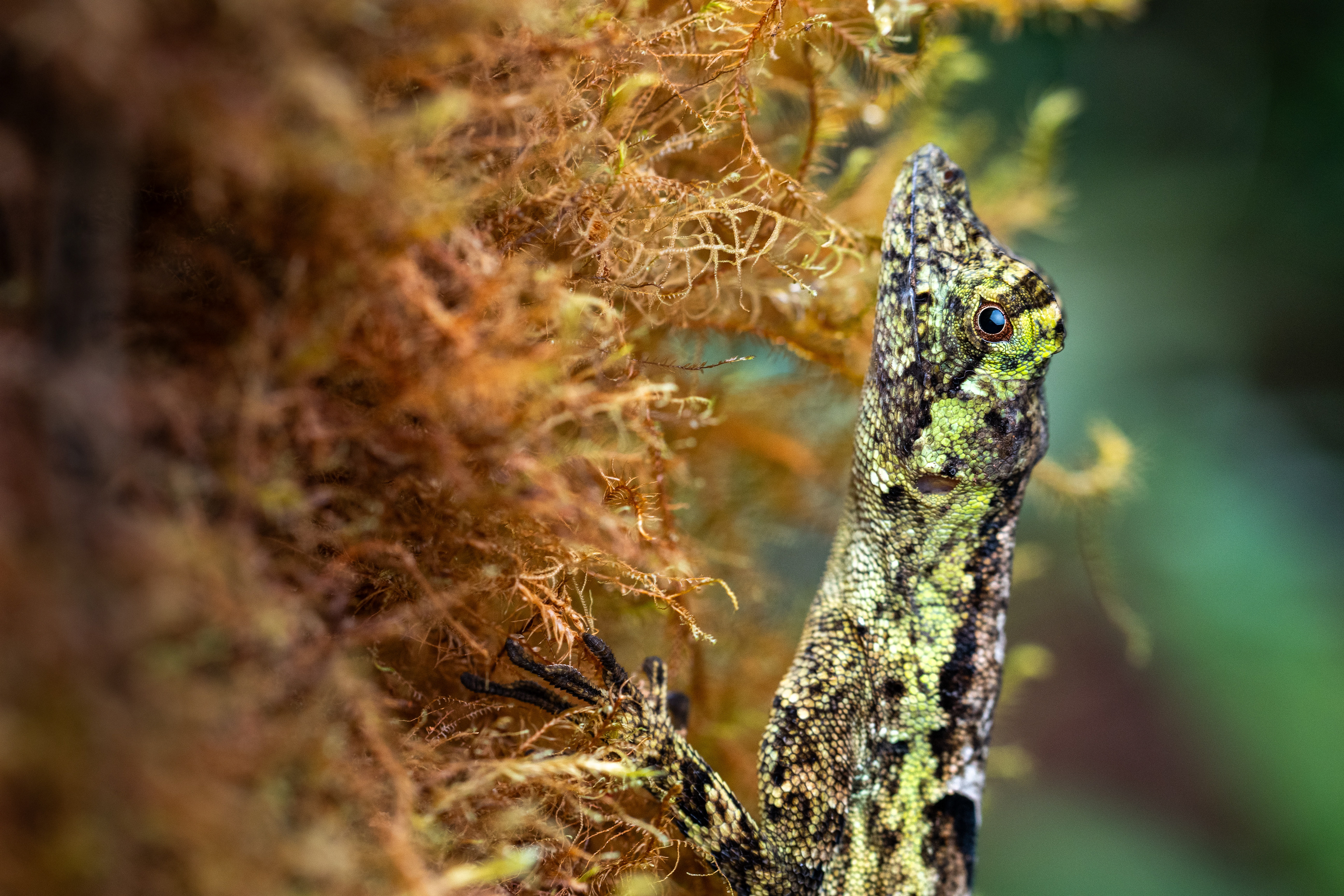A pug-nosed anole (Anolis capito) relies on its camouflage in a Costa Rican cloud forest reserve.