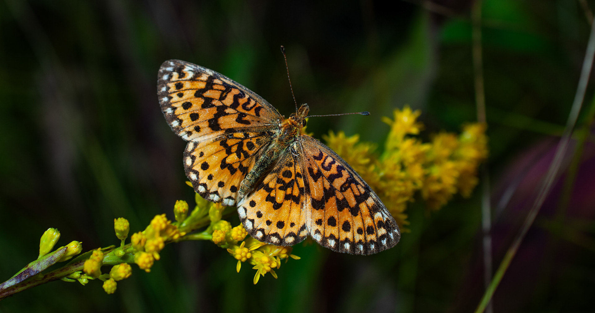 Variegated Fritillary
