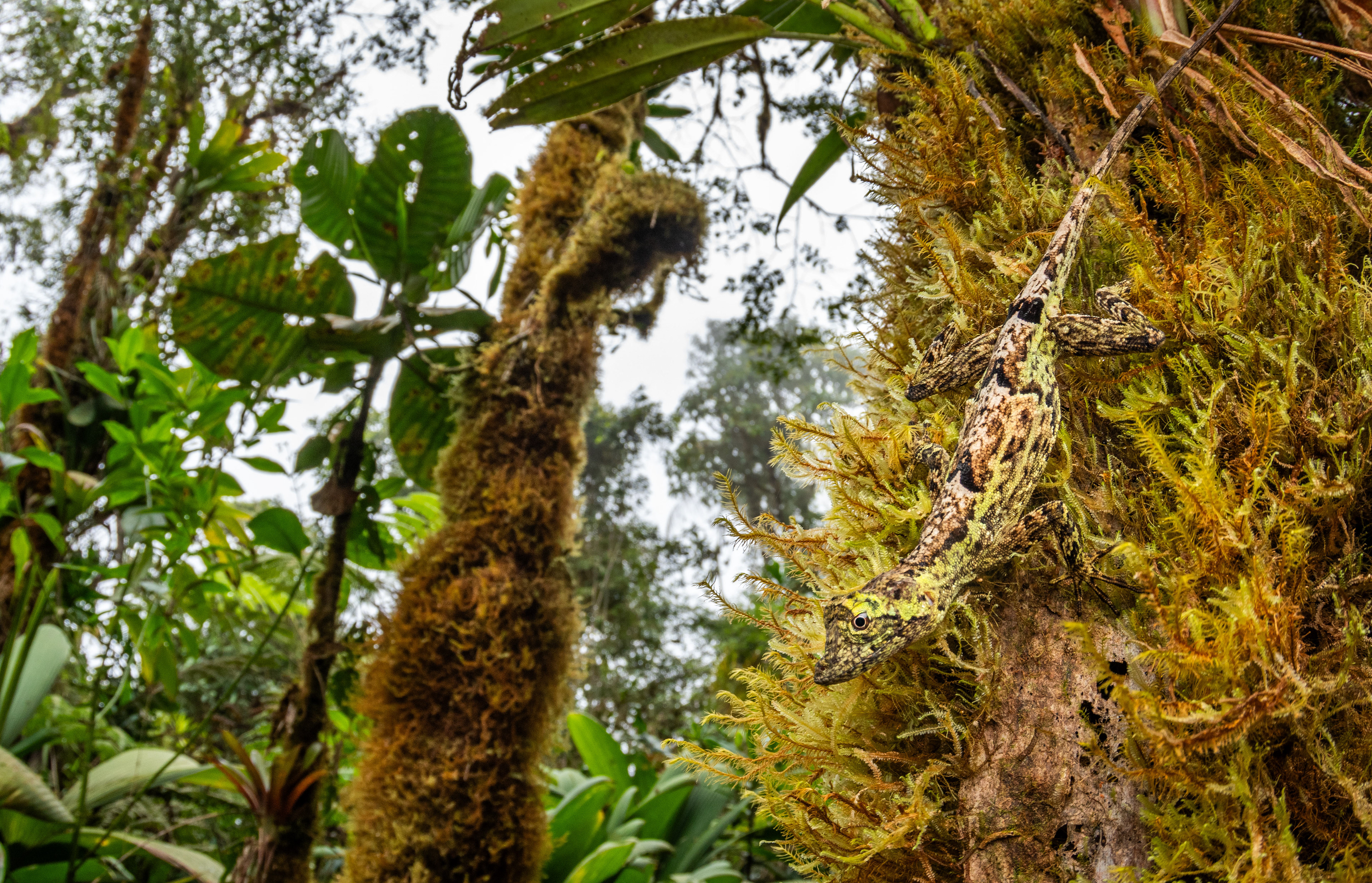 A pug-nosed anole (Anolis capito) relies on its camouflage in a Costa Rican cloud forest reserve.