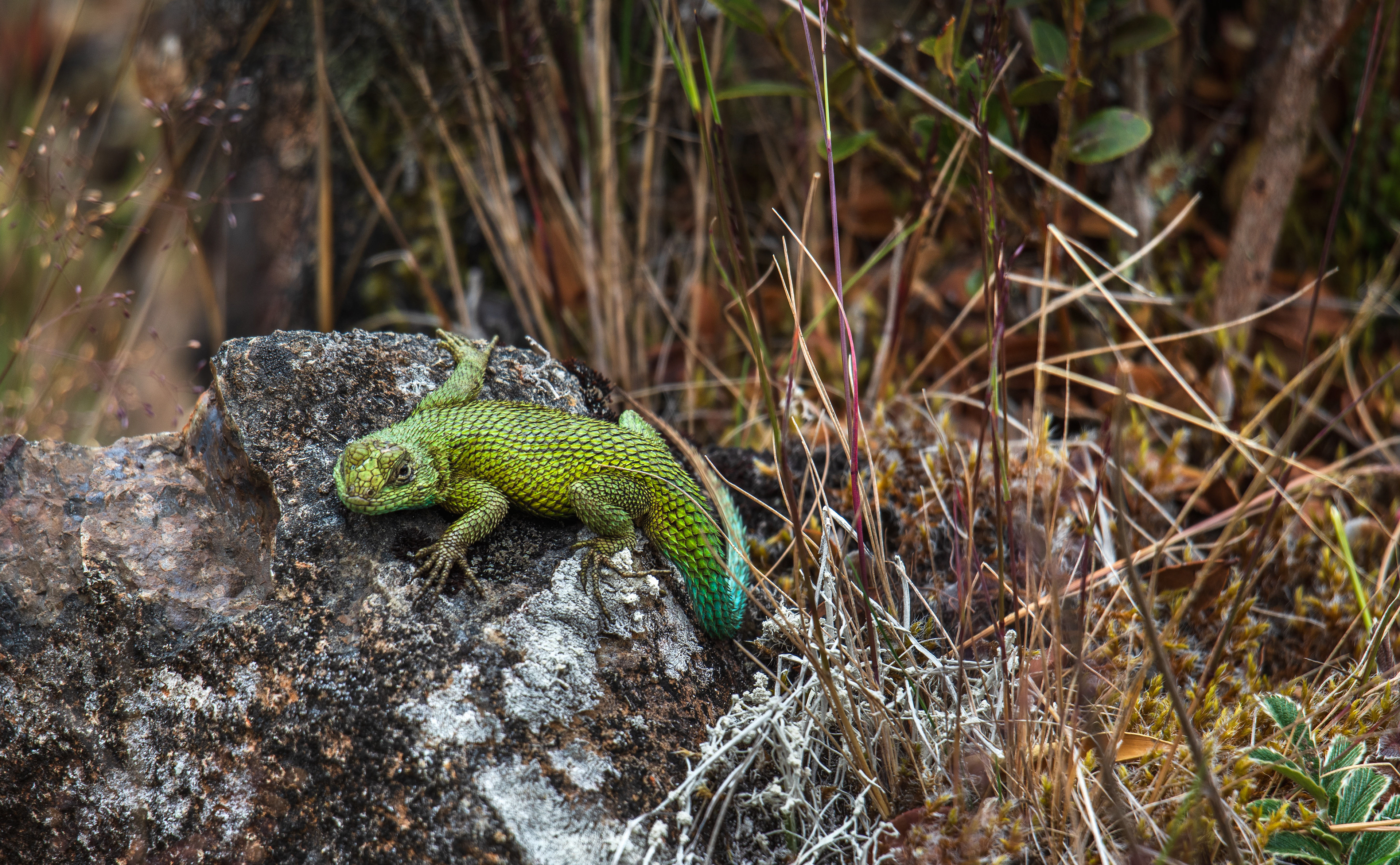 An emerald swift (Sceloporus malachiticus) basks at 11,000ft in Costa Rica's highlands.