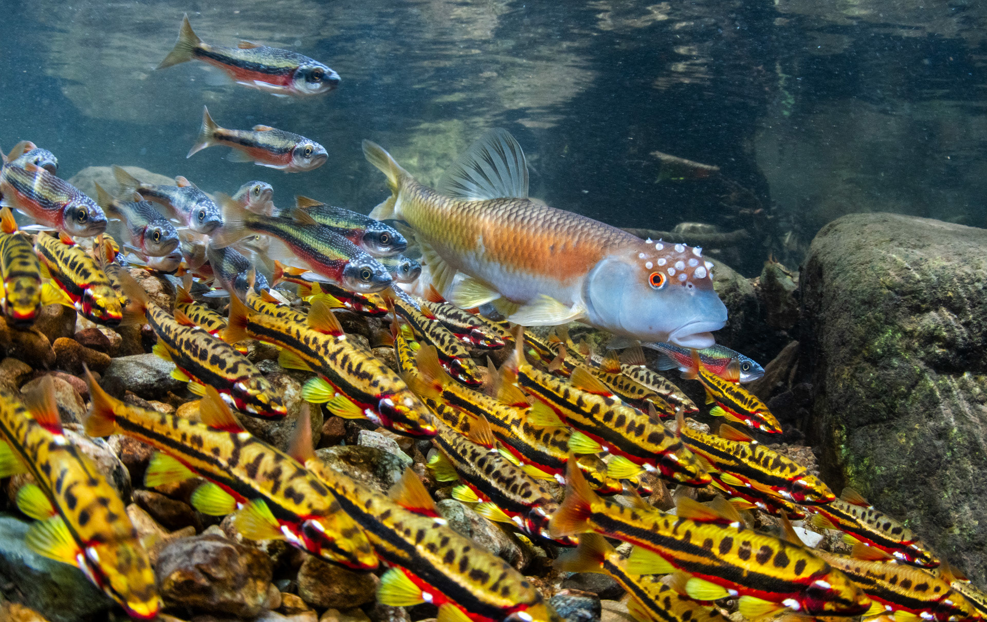 Across much of the southeastern United States, bluehead chub (Nocomis leptocephalus) are an abundant and extremely important species. Each spring, males build large mounds of gravel in which females deposit their eggs. These mounds are such good nesting sites that a large number of other species have adapted to utilize them as well. Here, mountain redbelly dace (Chrosomus oreas) and rosyside dace (Clinostomus funduloides) take advantage of this chub's hard work. 