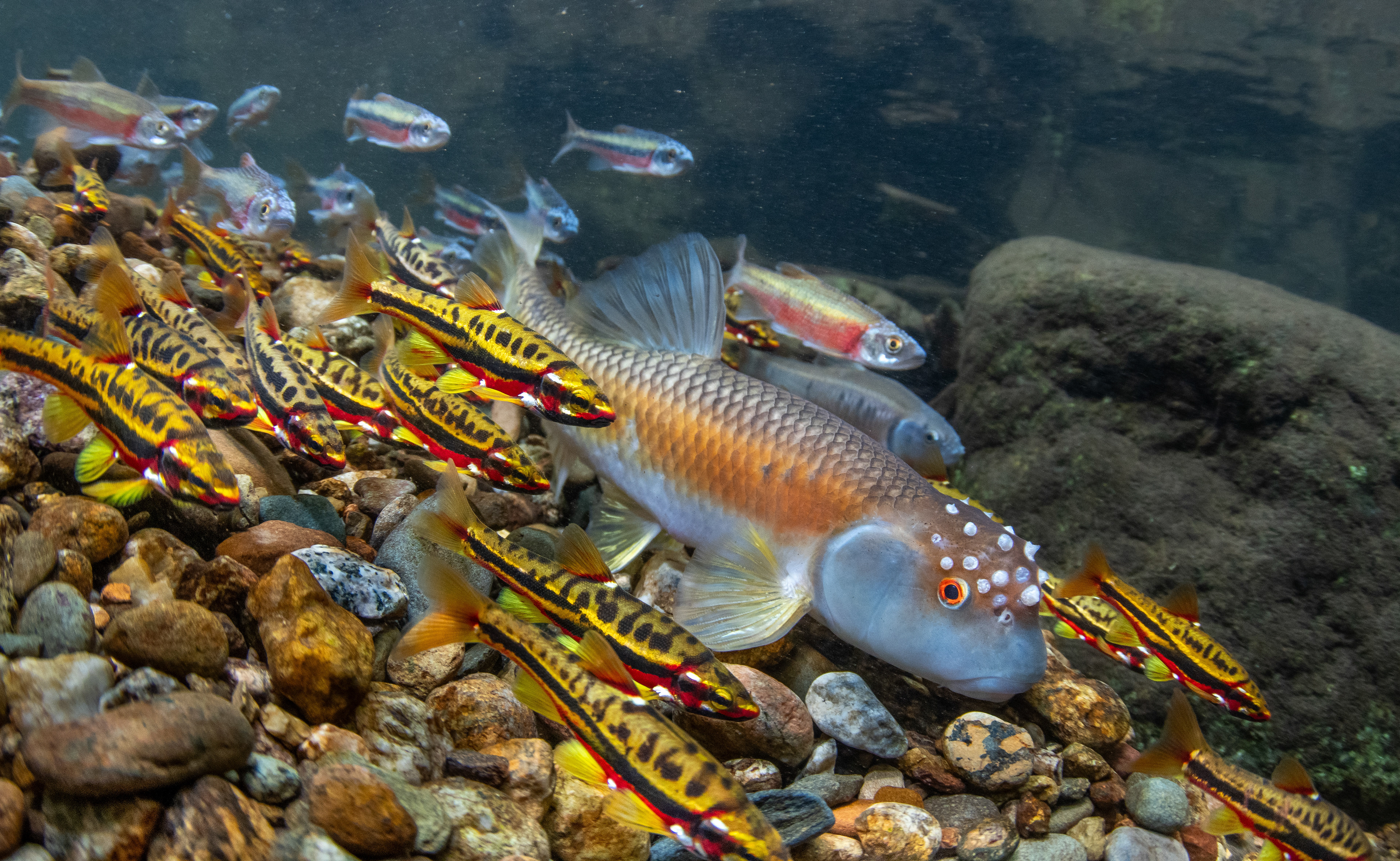 Across much of the southeastern United States, bluehead chub (Nocomis leptocephalus) are an abundant and extremely important species. Each spring, males build large mounds of gravel in which females deposit their eggs. These mounds are such good nesting sites that a large number of other species have adapted to utilize them as well. Here, mountain redbelly dace (Chrosomus oreas), rosyside dace (Clinostomus funduloides), and a lone common shiner (Luxilus cornutus, he's in the background) take advantage of this chub's hard work. This image was taken about a week after I first noticed this mound - it was about twice its original size at this point. 