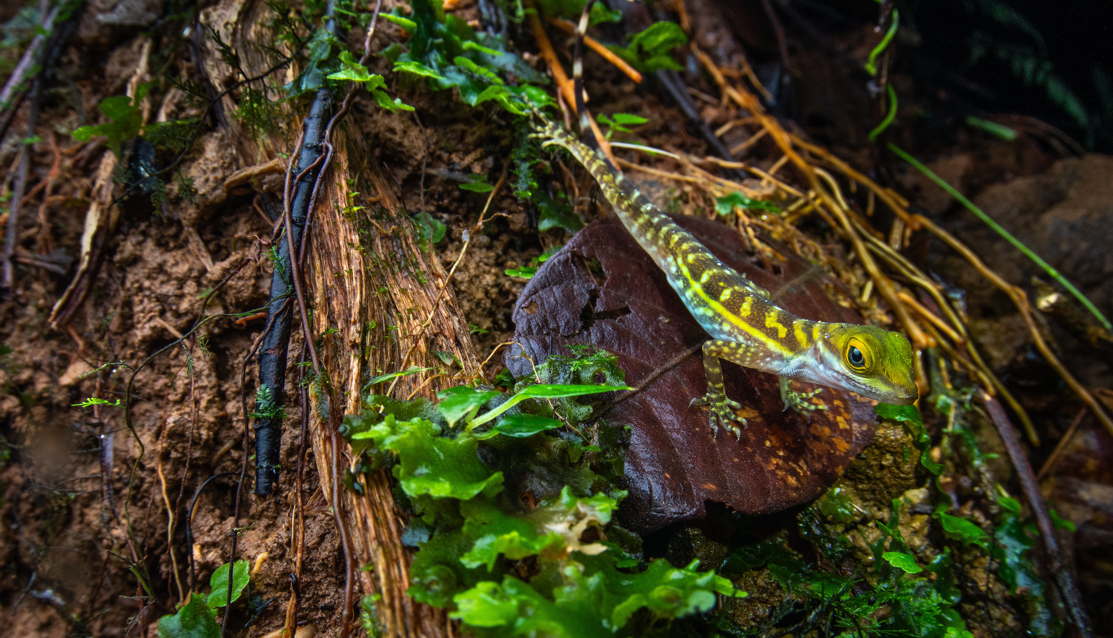 An aquatic anole (Anolis aquaticus), a neotropical lizard that acts much like stream-dwelling salamanders do in North America.