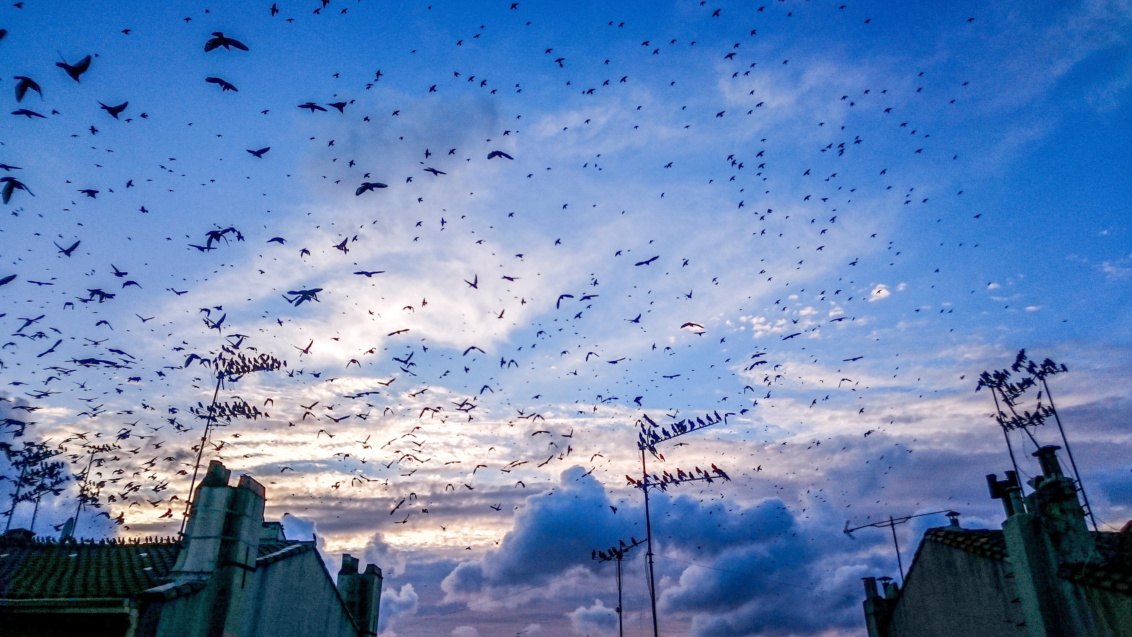 Les toits du 5ème, migration des étourneaux, 11/2016
