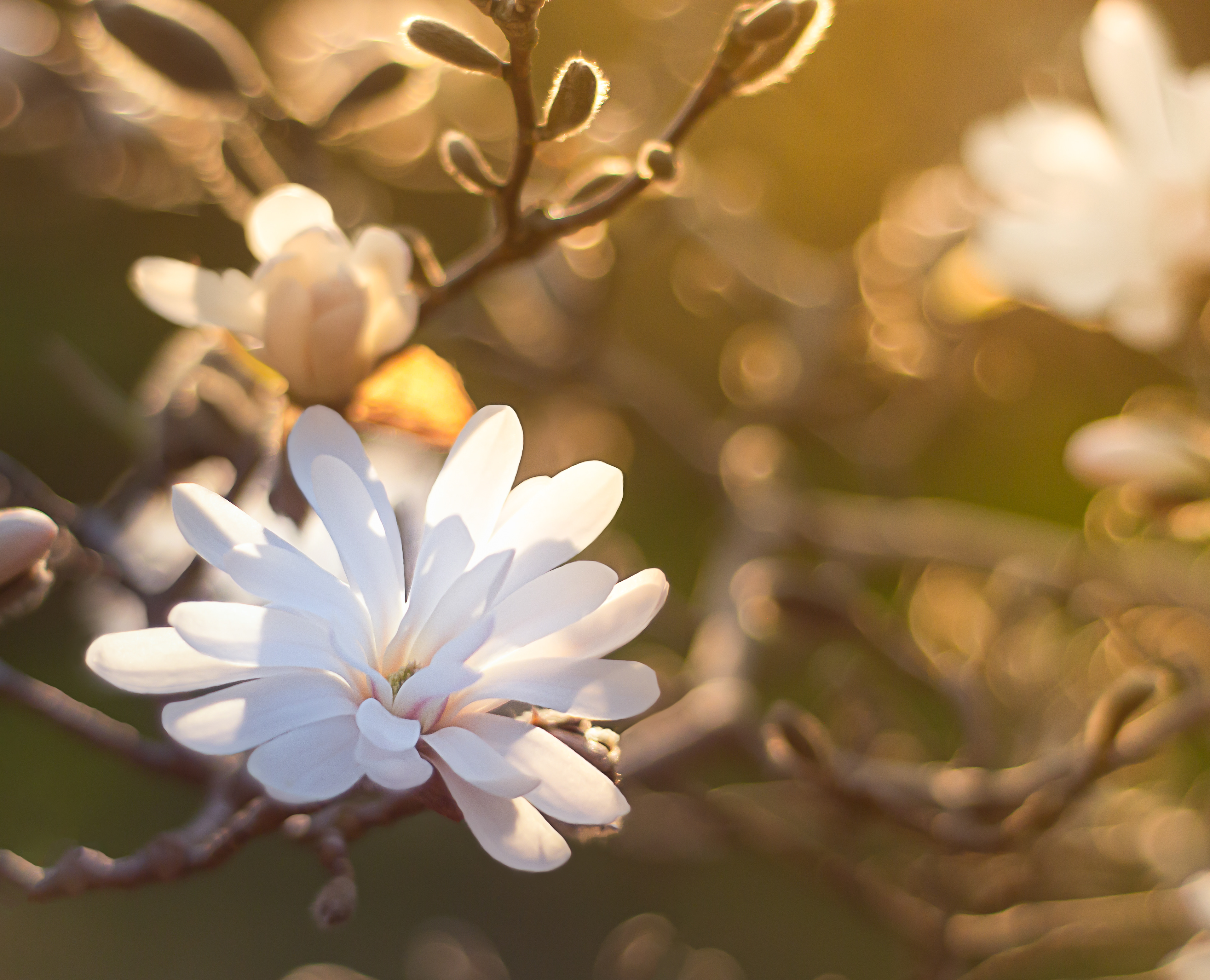 Star Magnolia