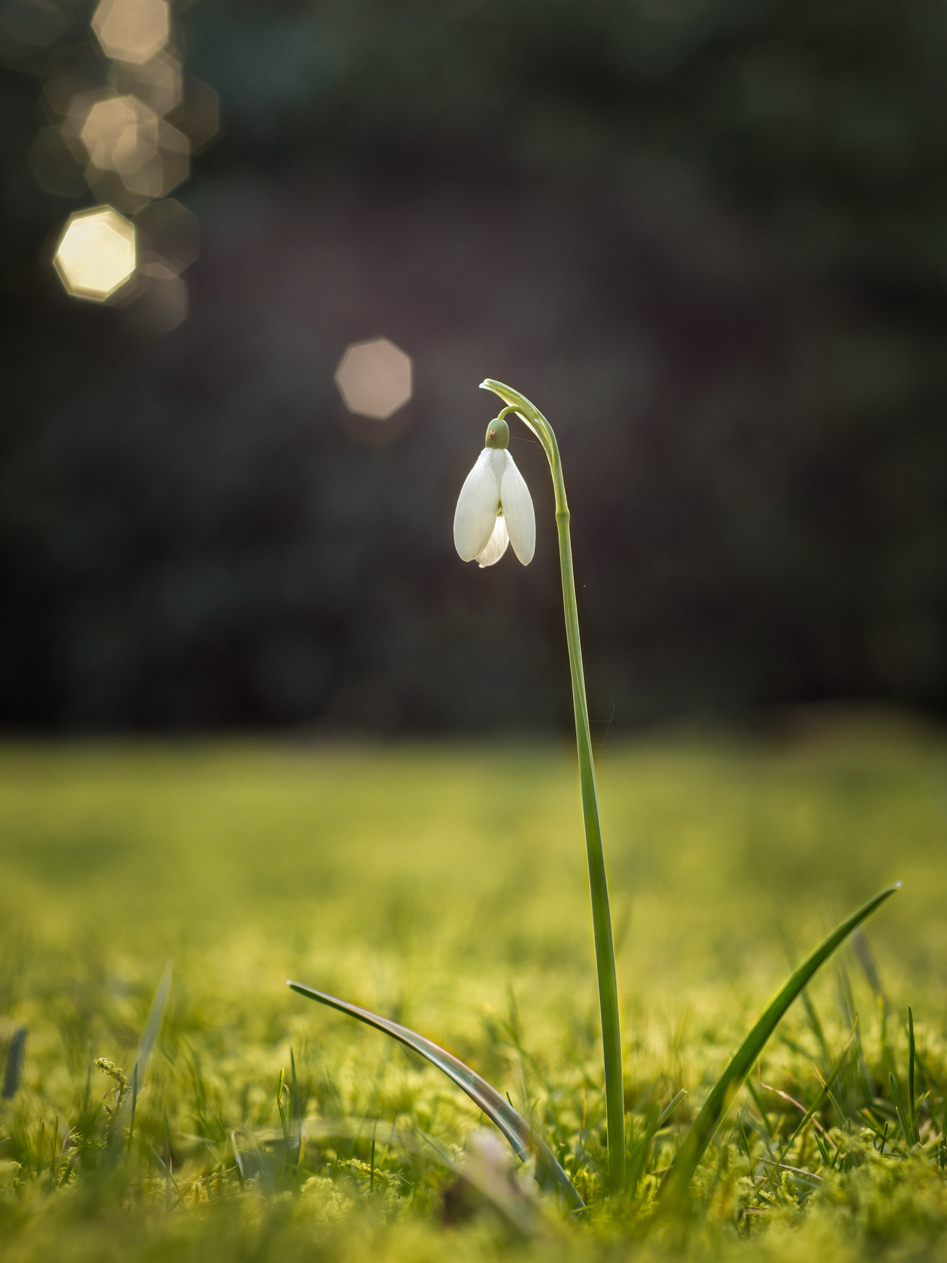 little bell