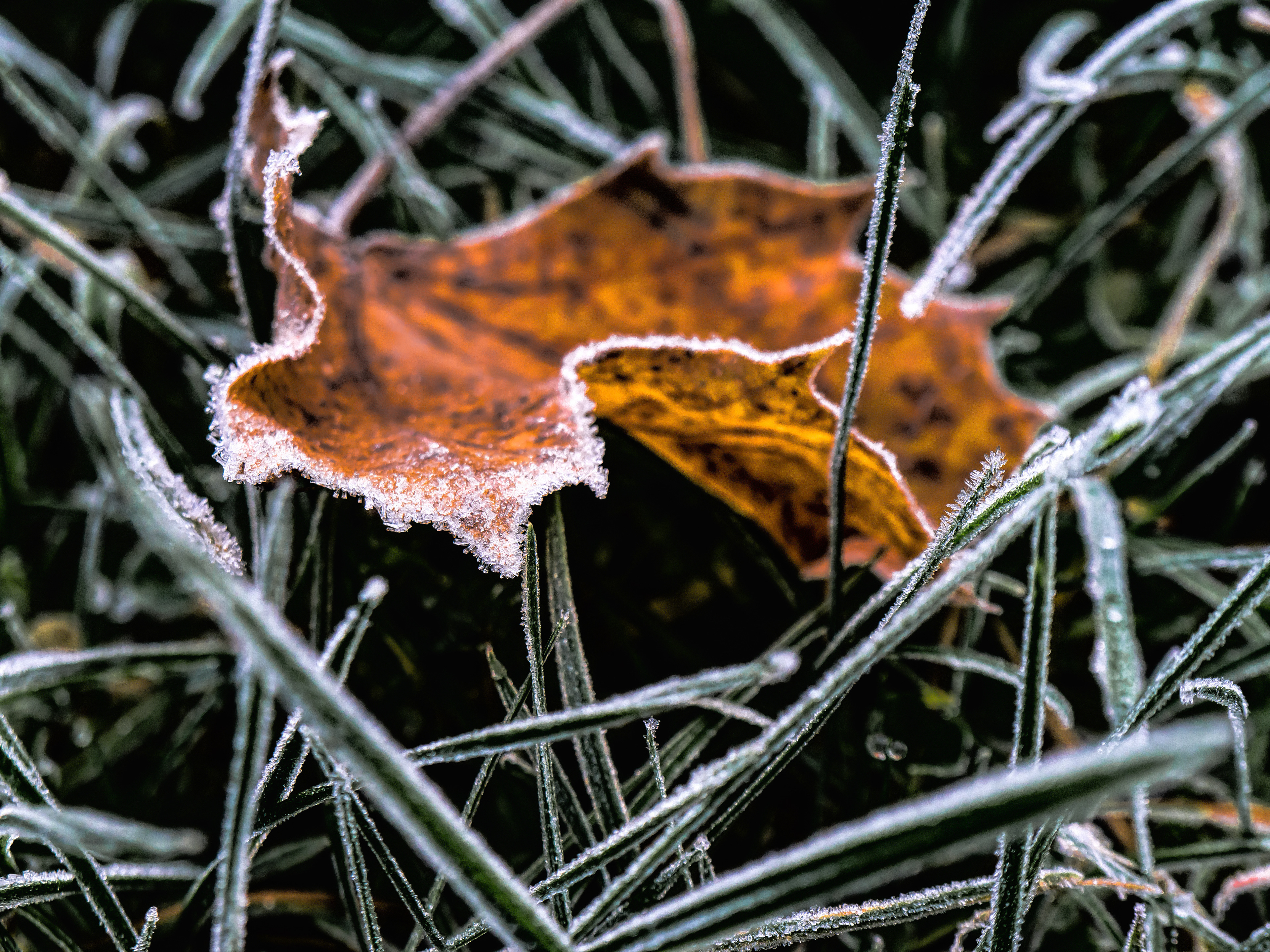 The brown leave