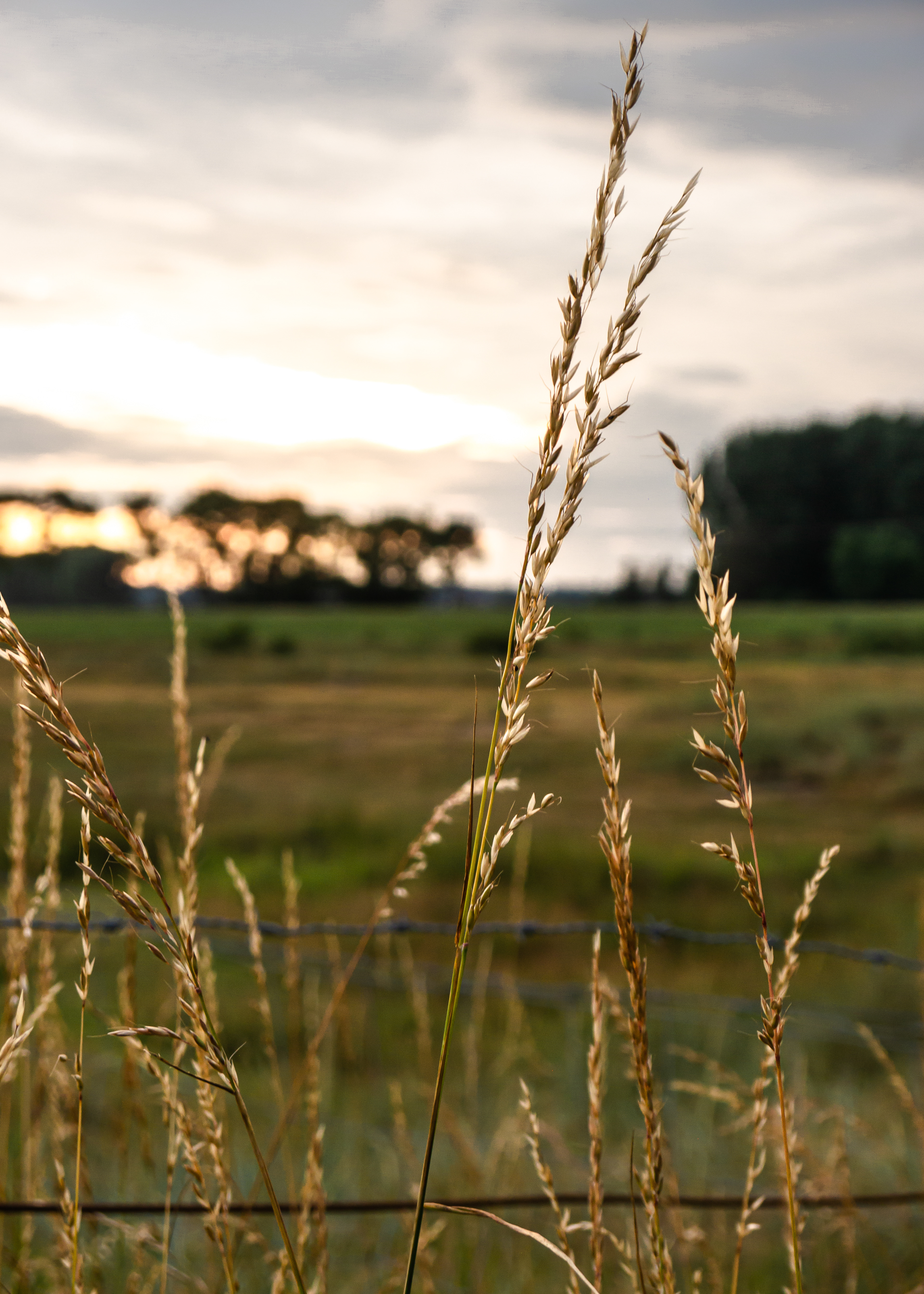 Shining gras