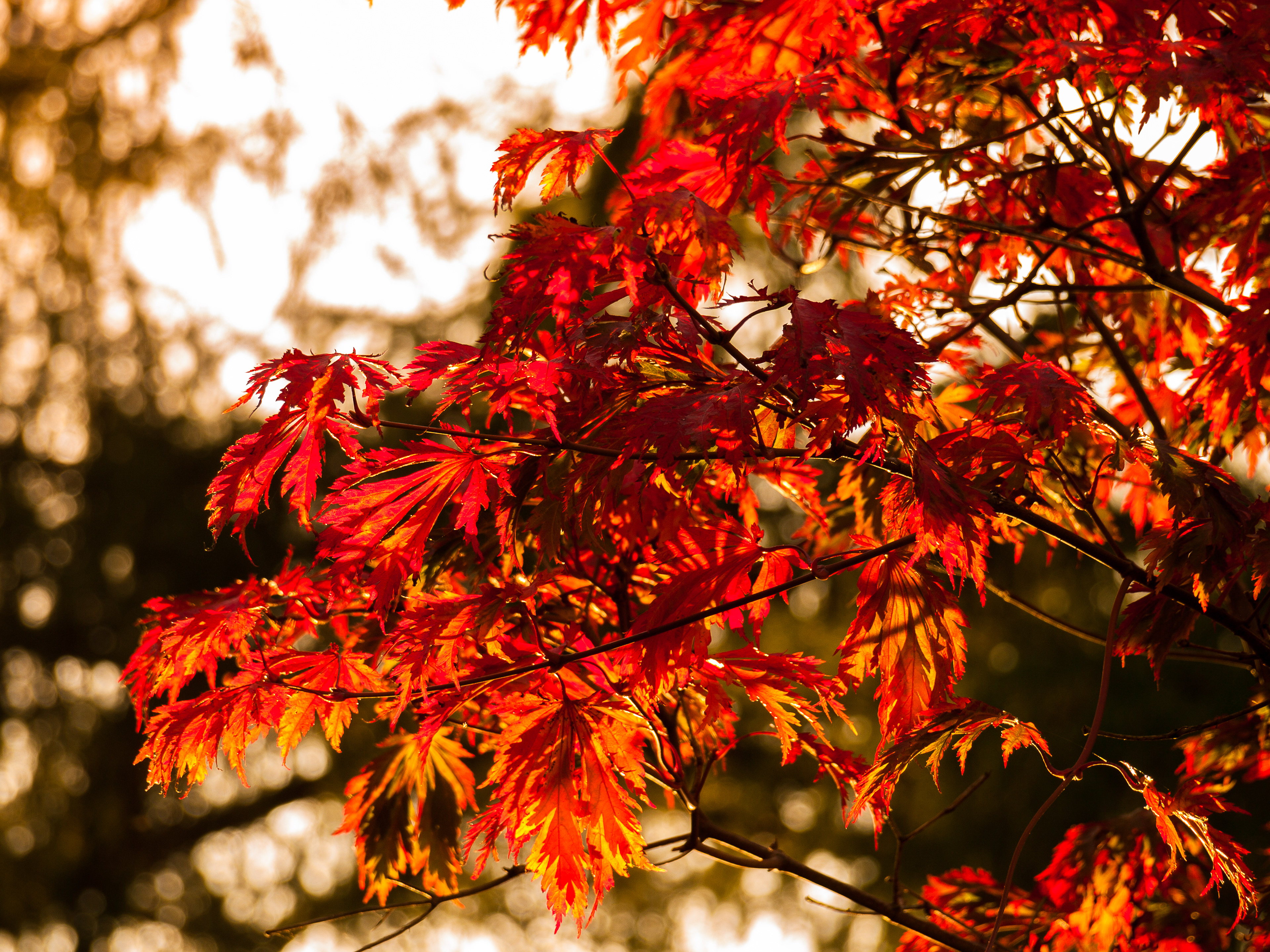 Autumn Leaves