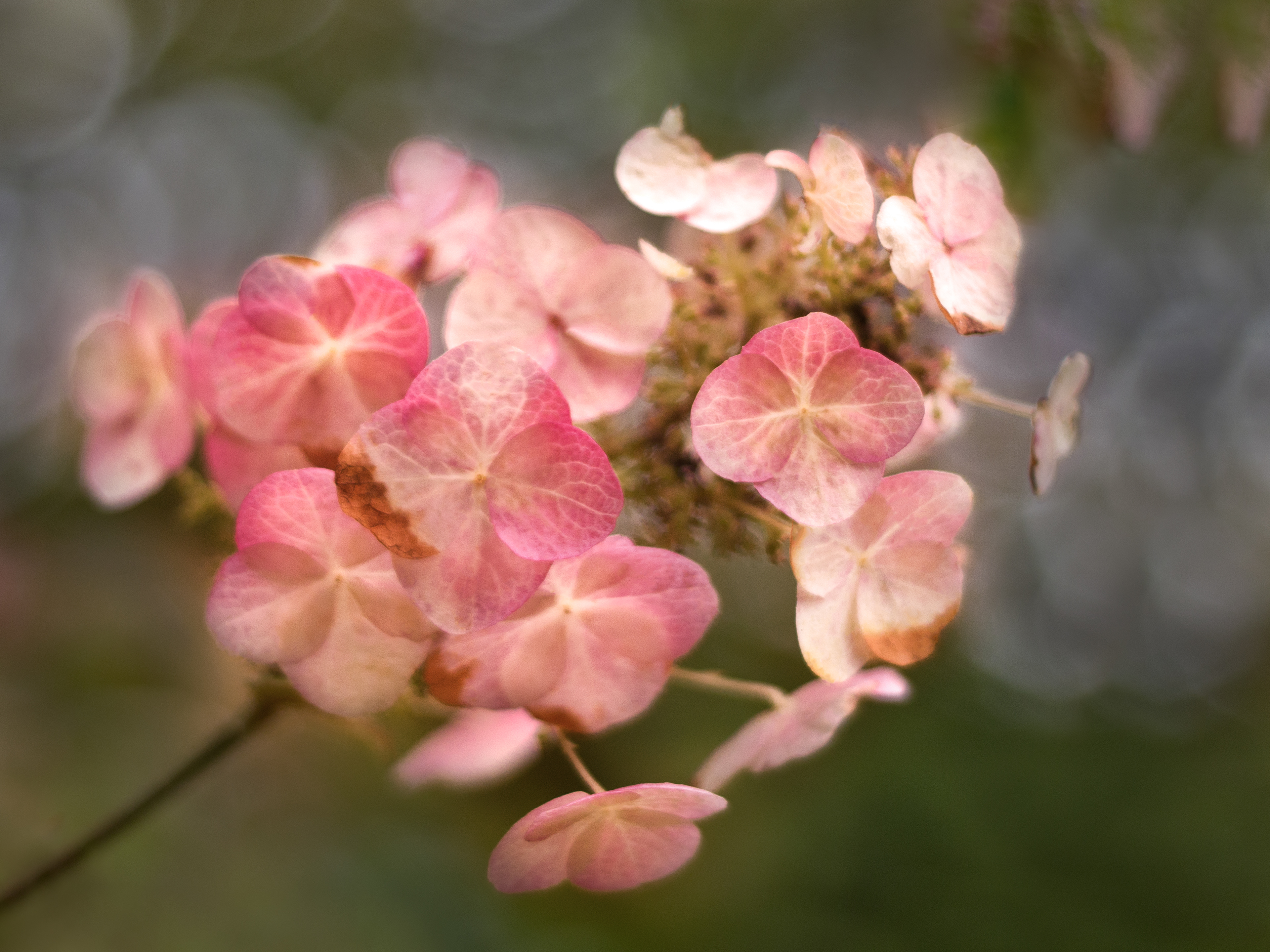 Delicate hydrangea