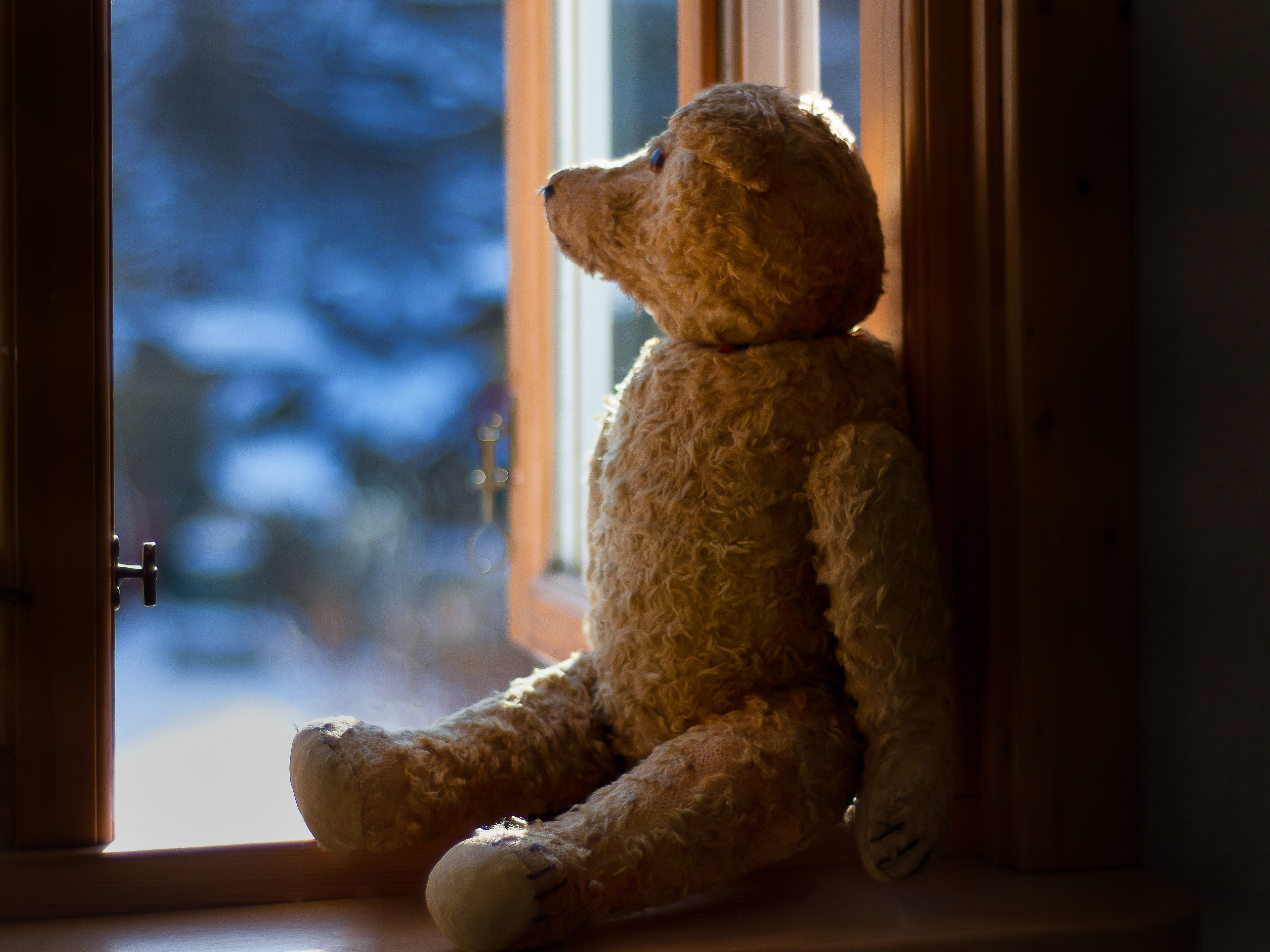 Bear waiting
