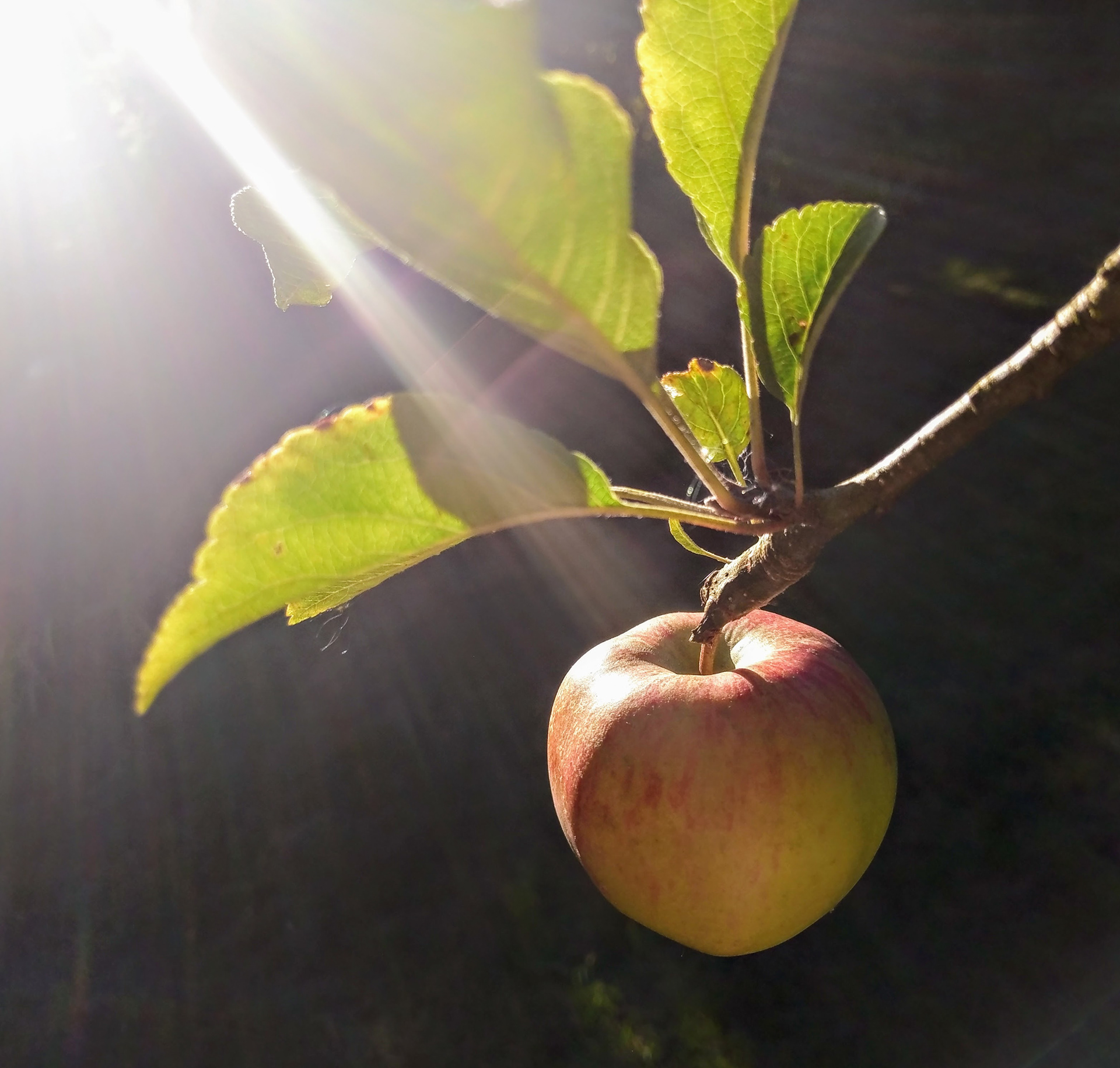 Apple