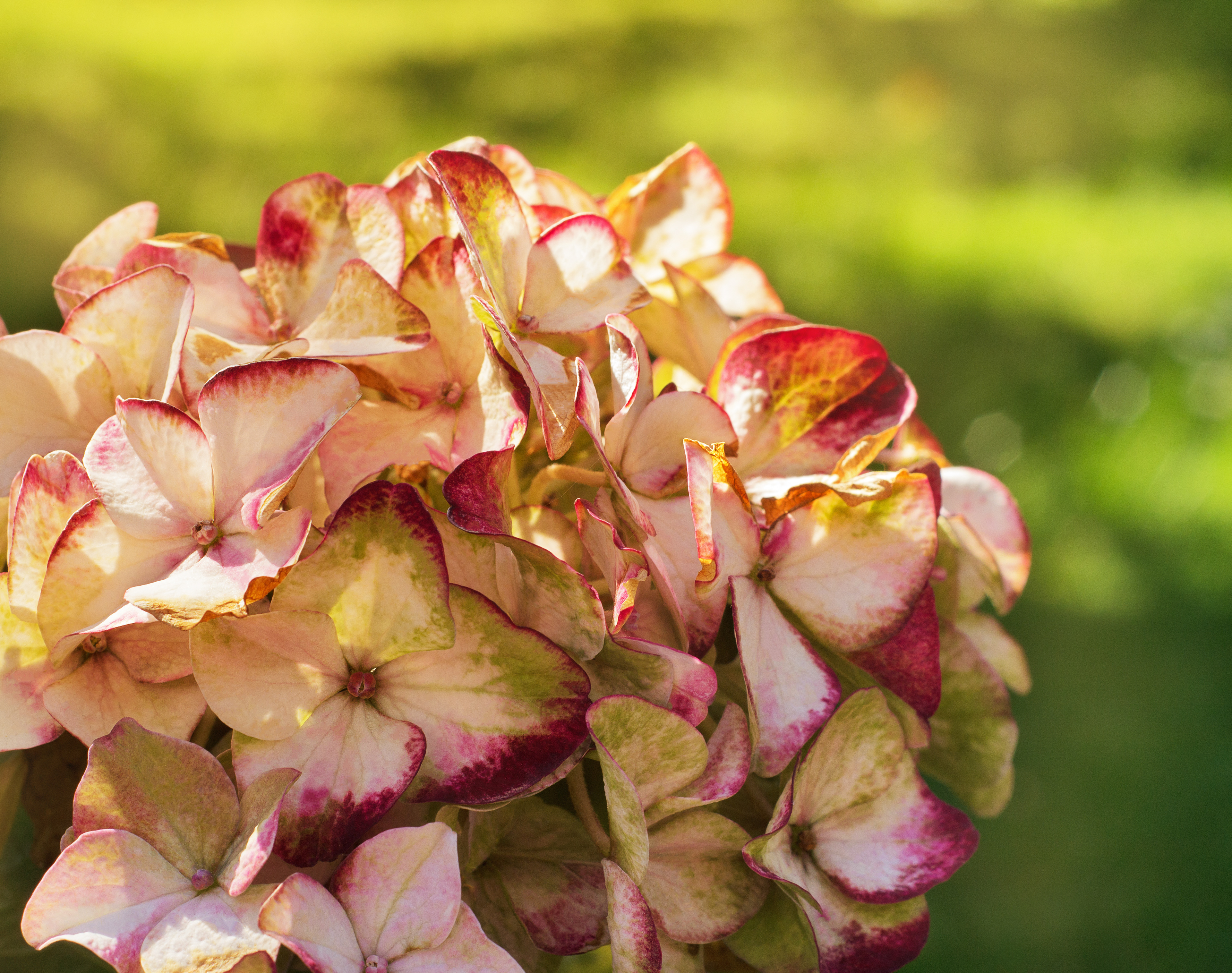 farmer's hydrangea