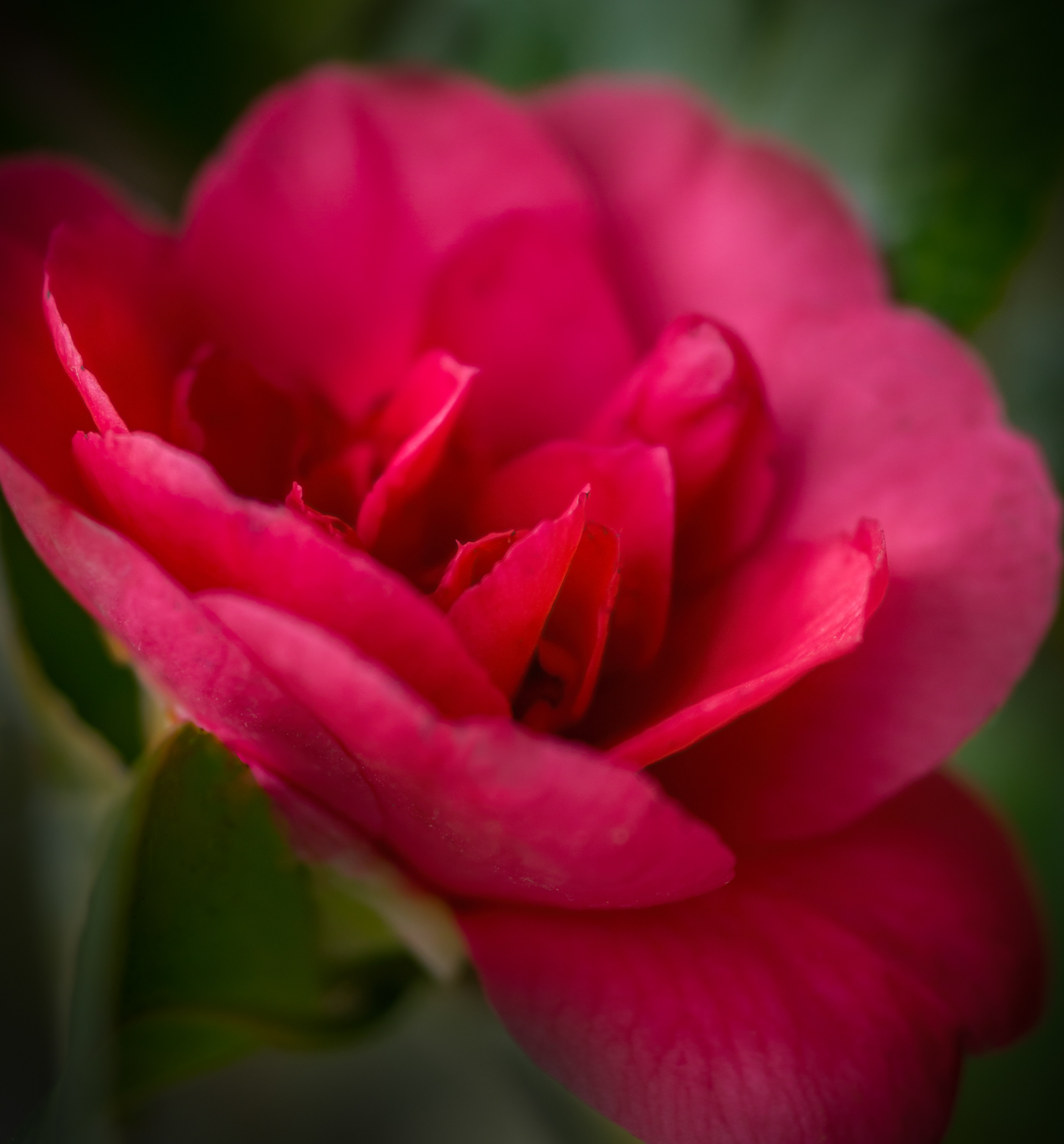 camellia