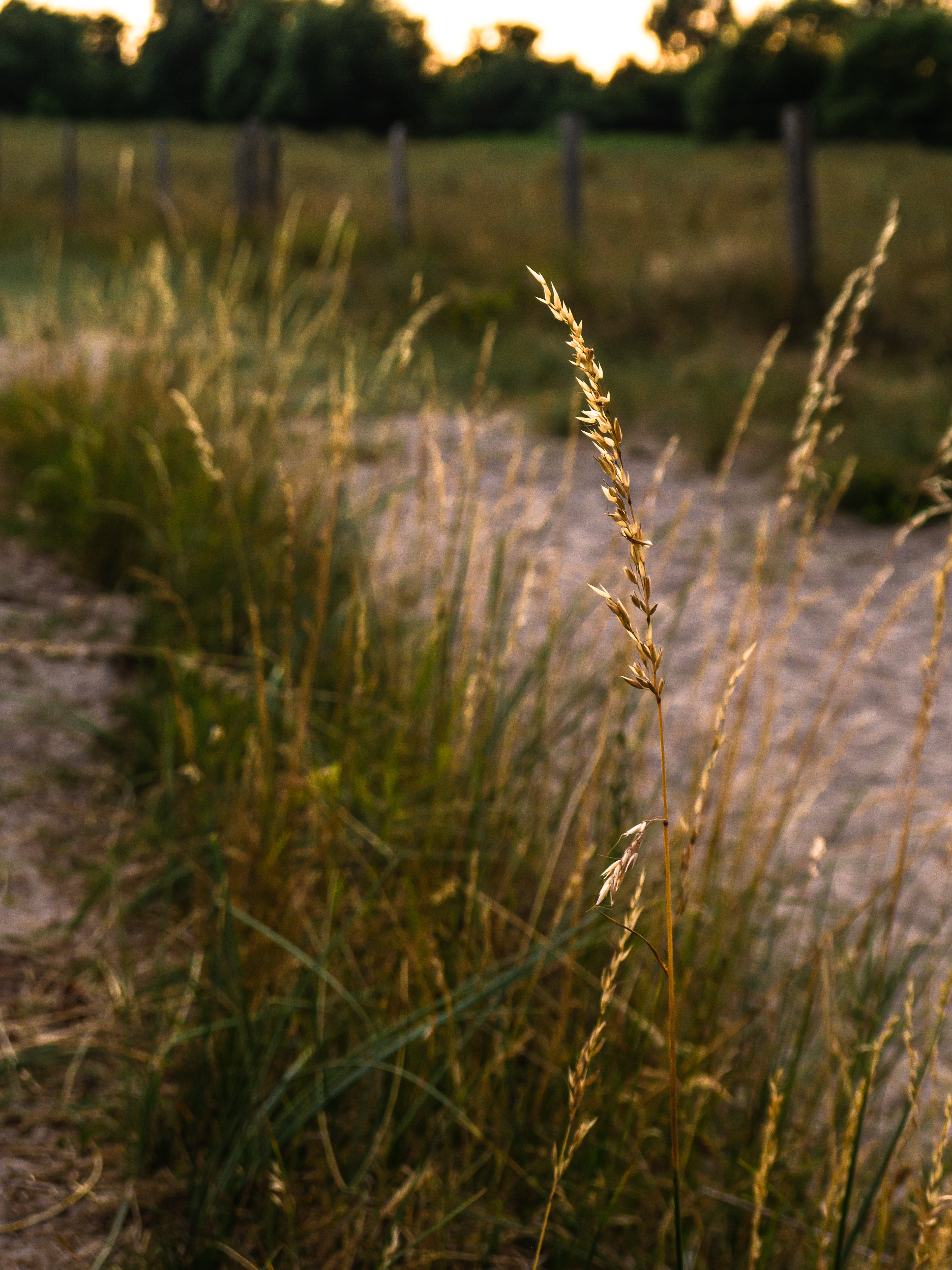 Evening light on gras