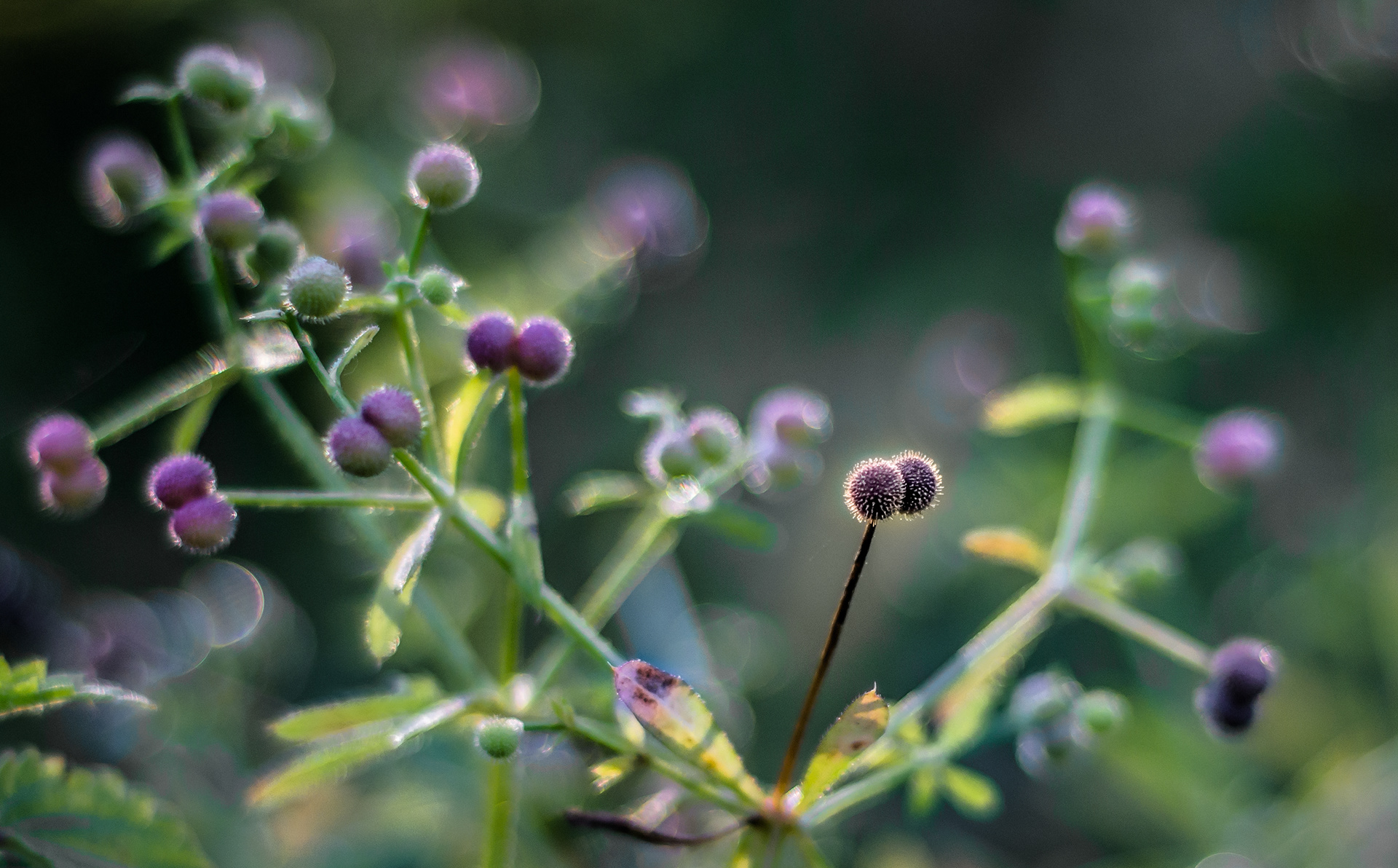 Thistle