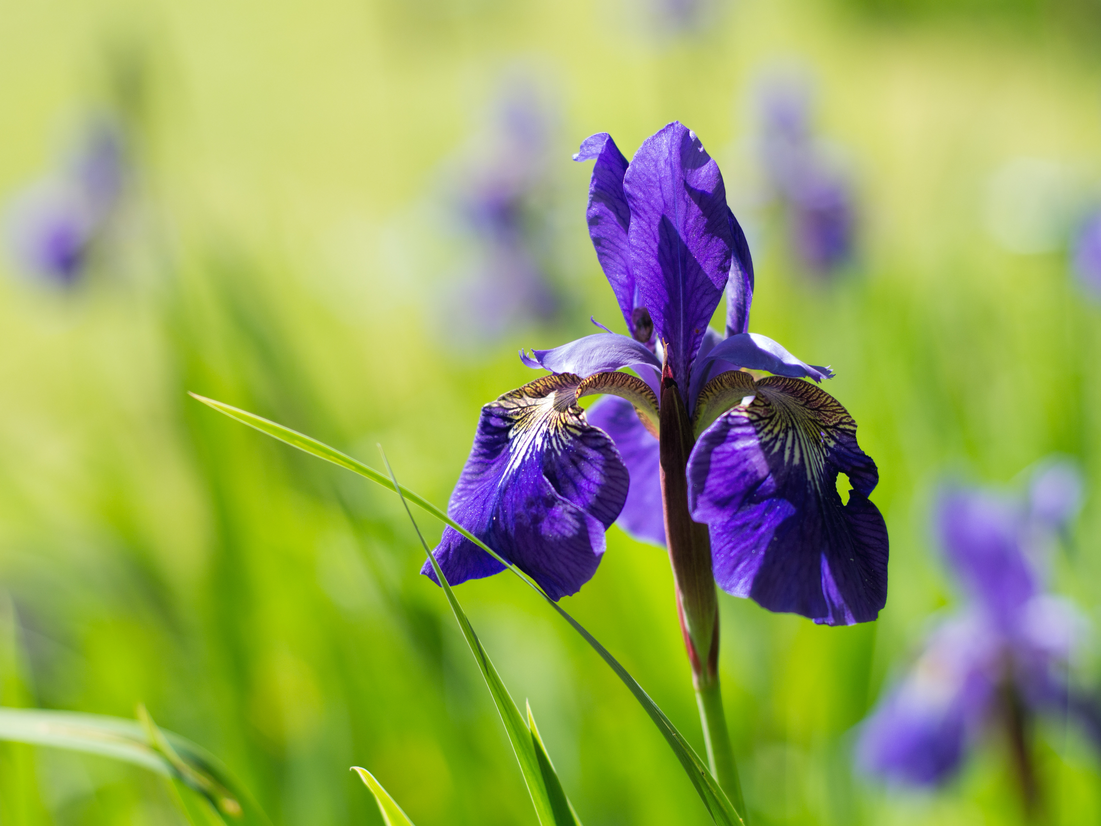 Iris