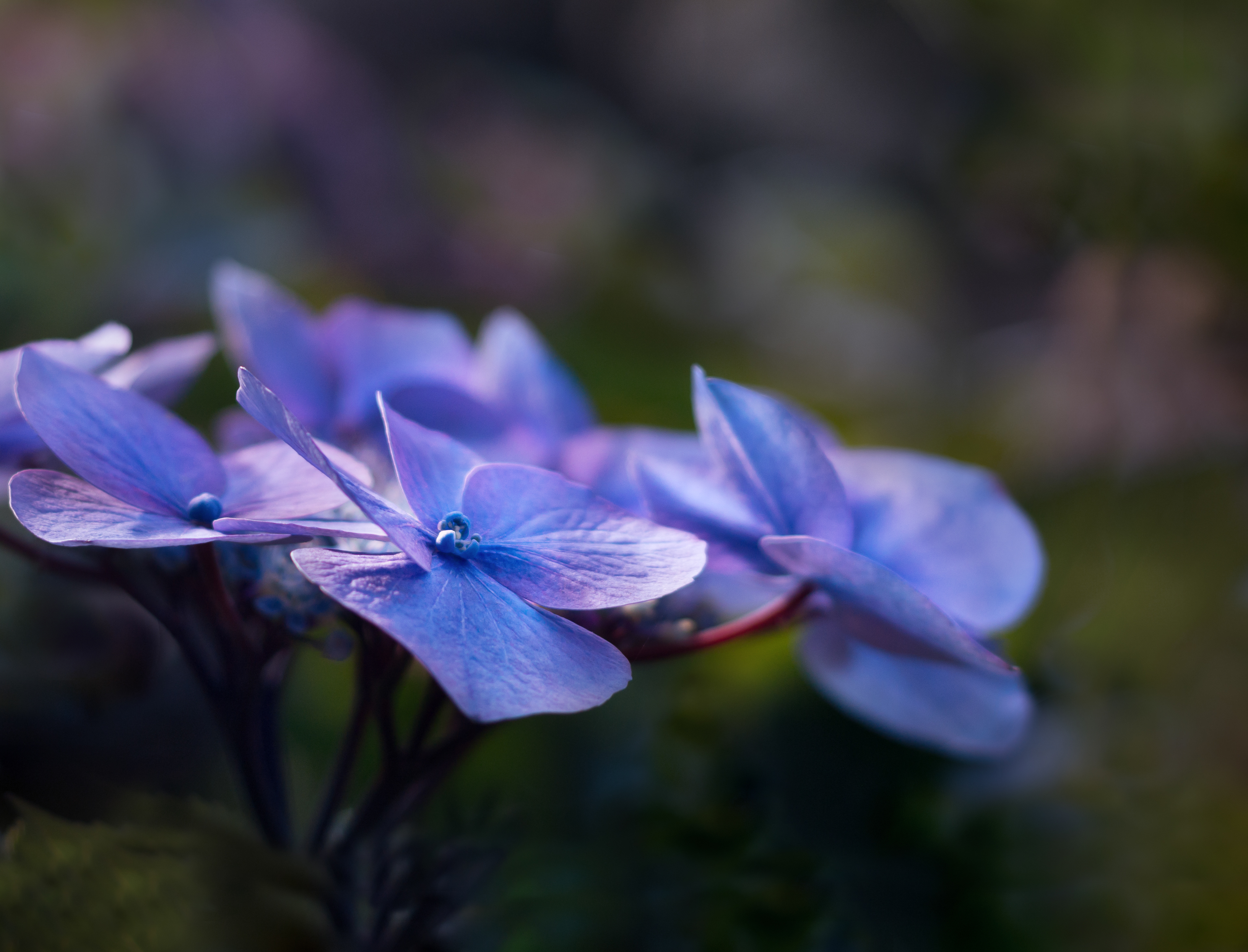 Hydrangea blue