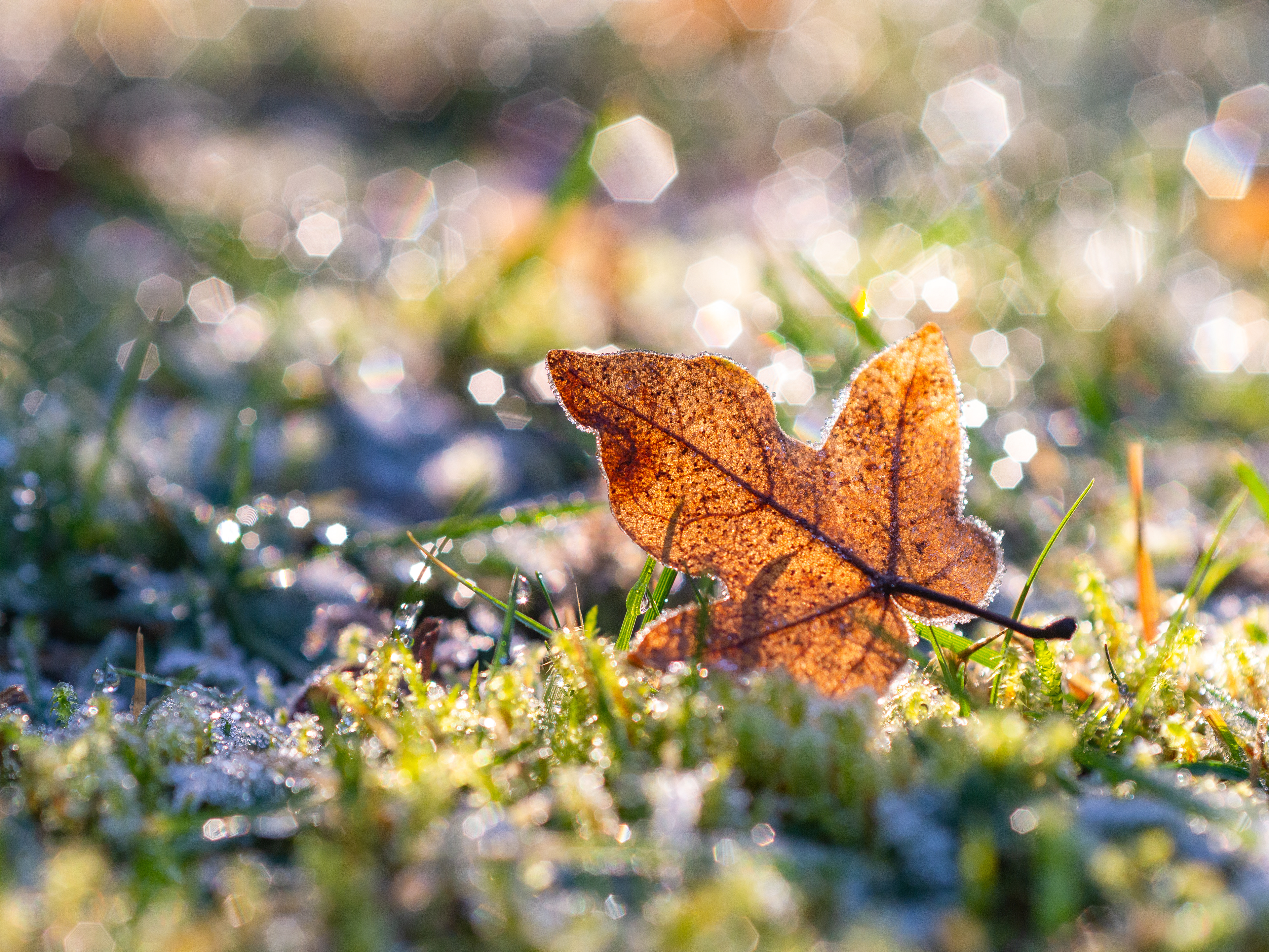 The orange leave