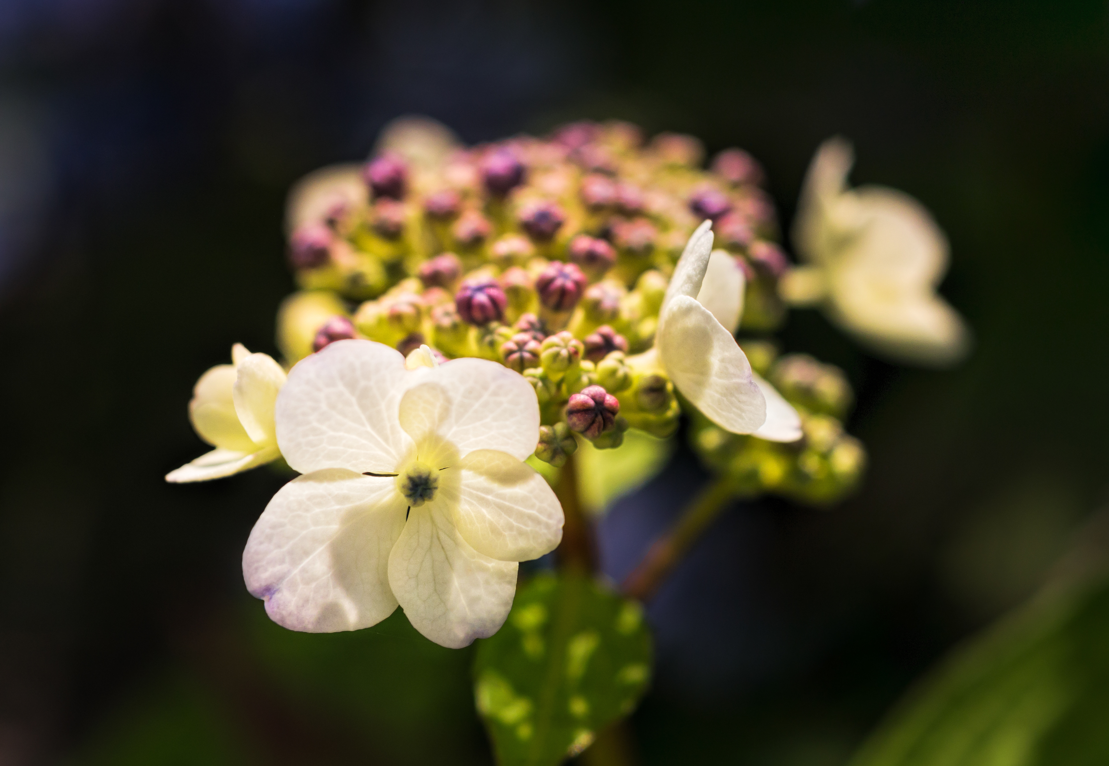 White Hydrangea