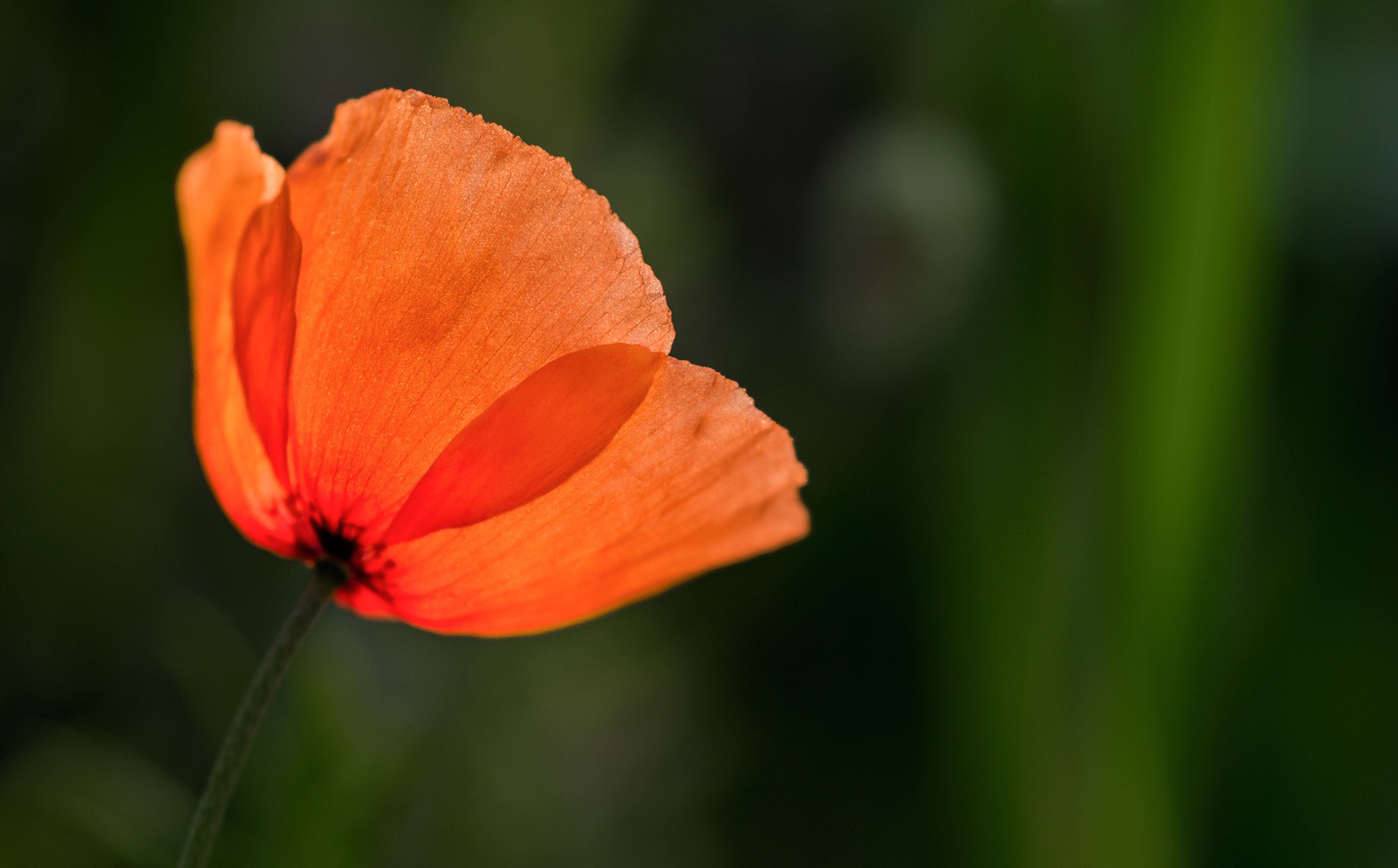Little Poppy