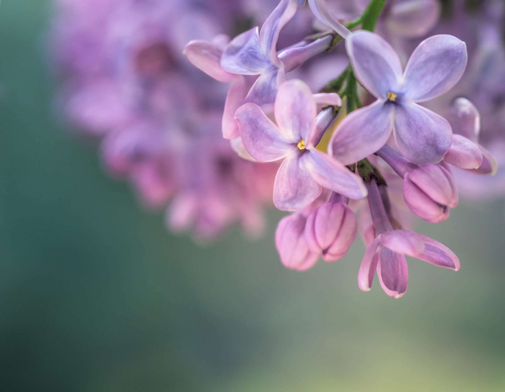 lilac