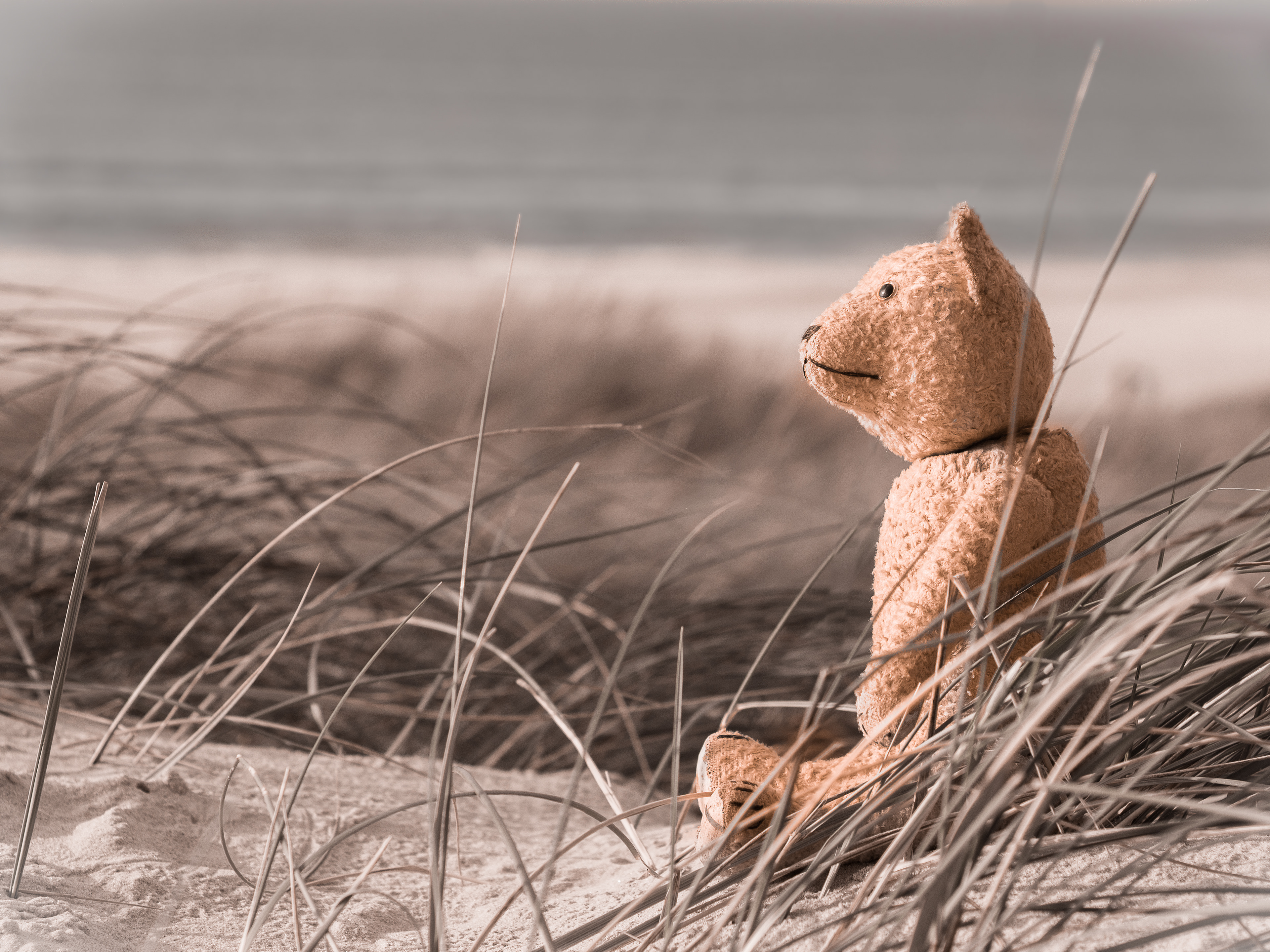 Bear on the beach