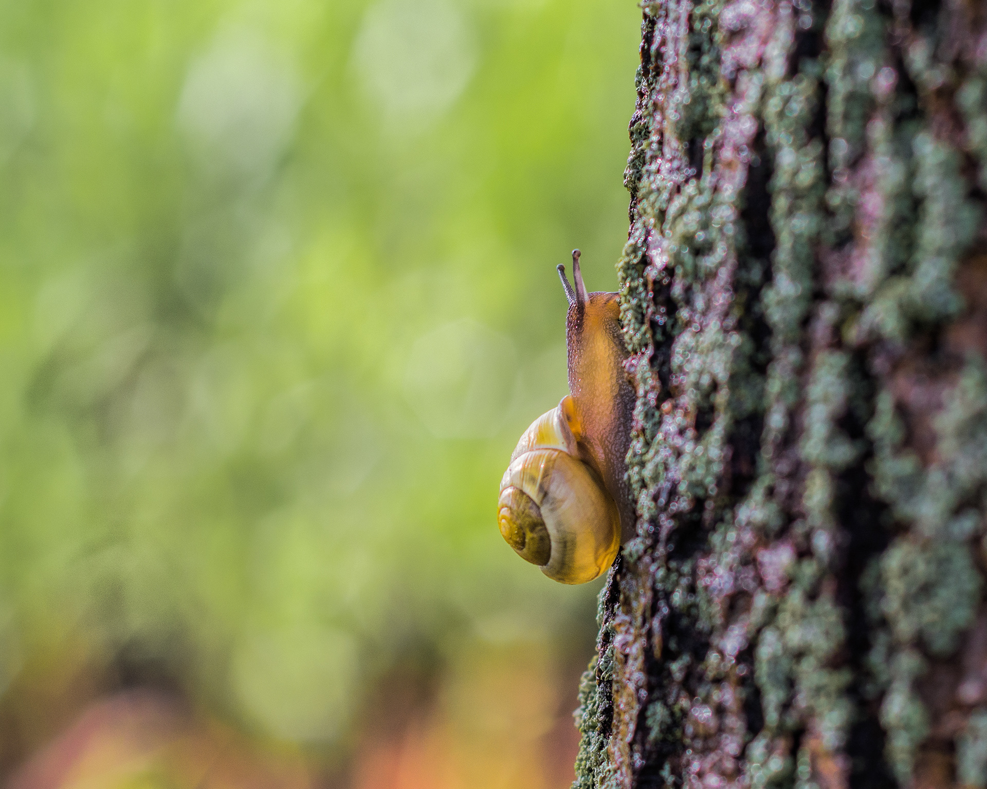 Snail climbing