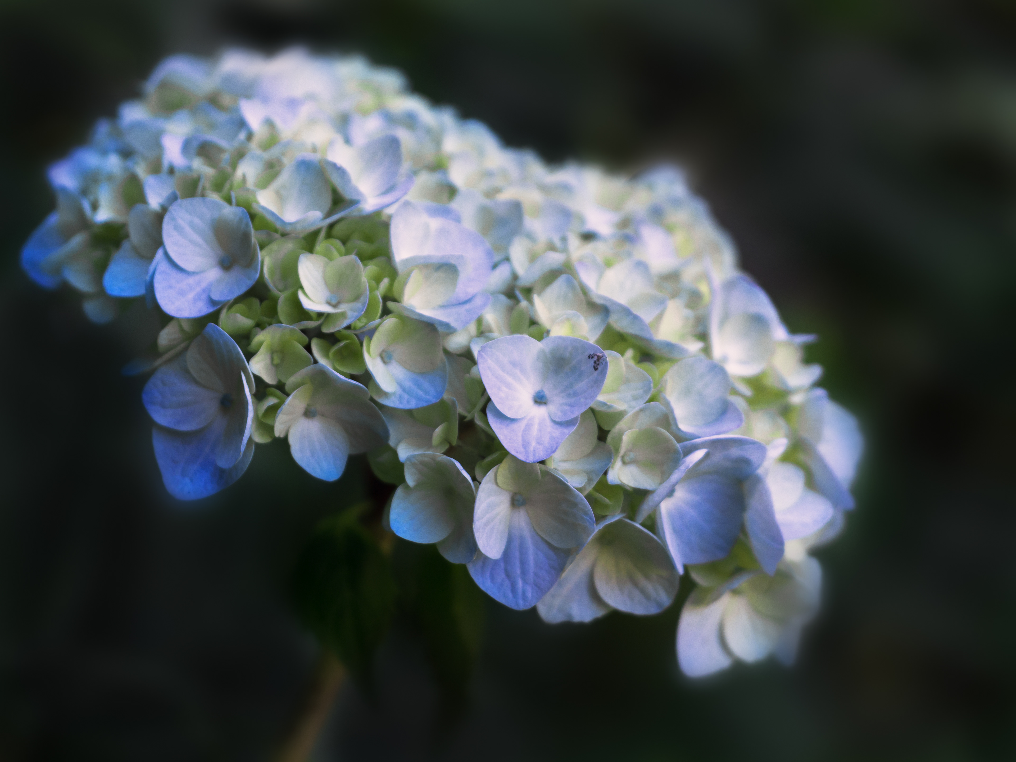 forest hydrangea