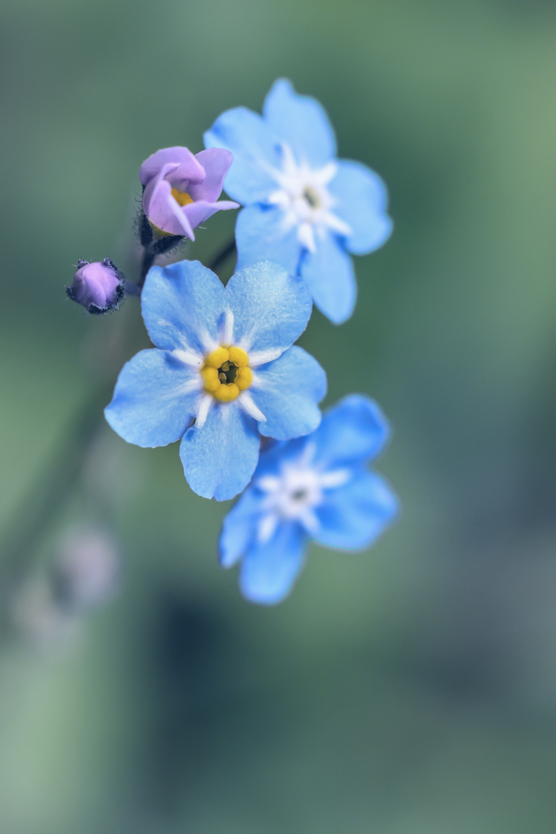 Forget me not