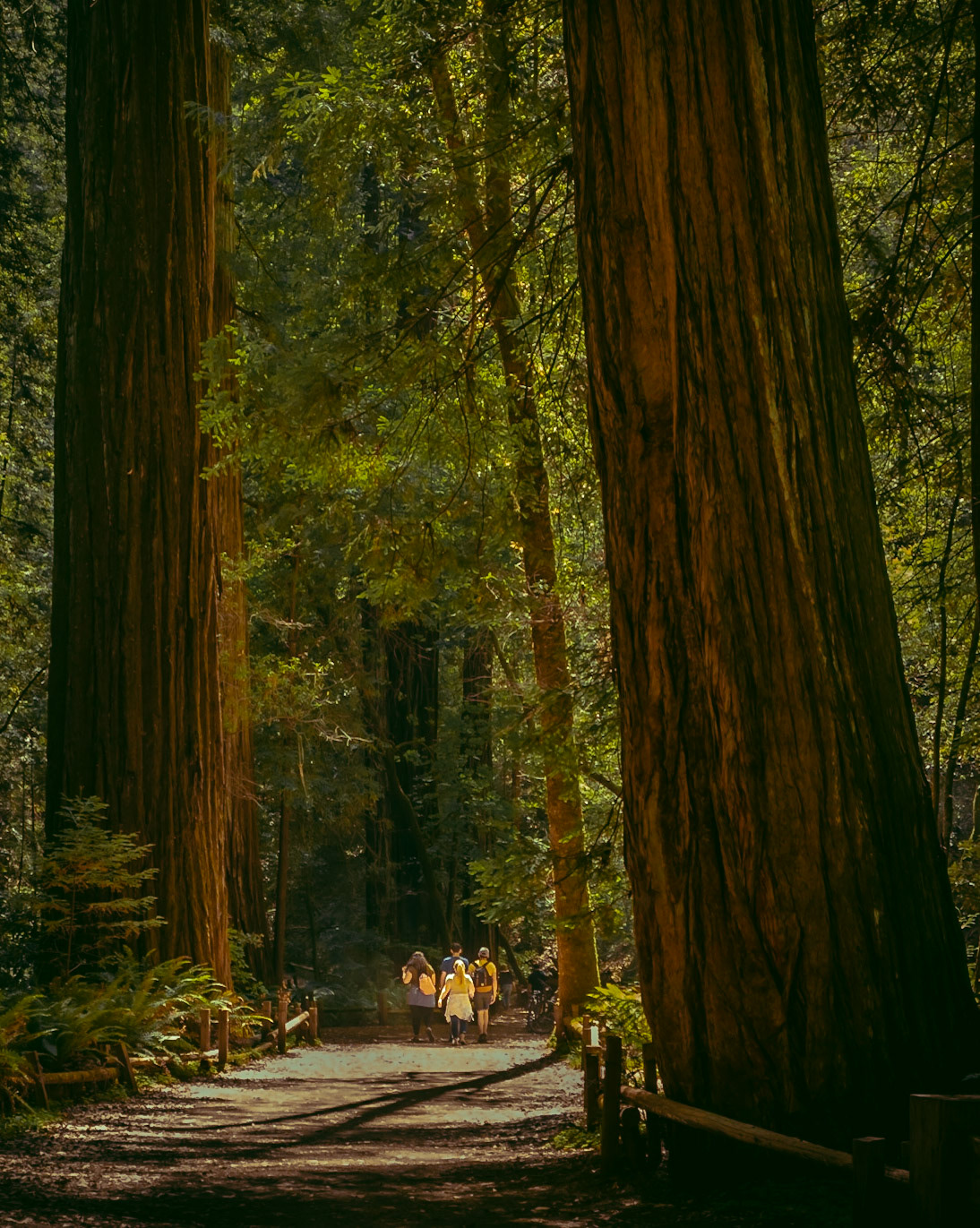 Some trees are huge.