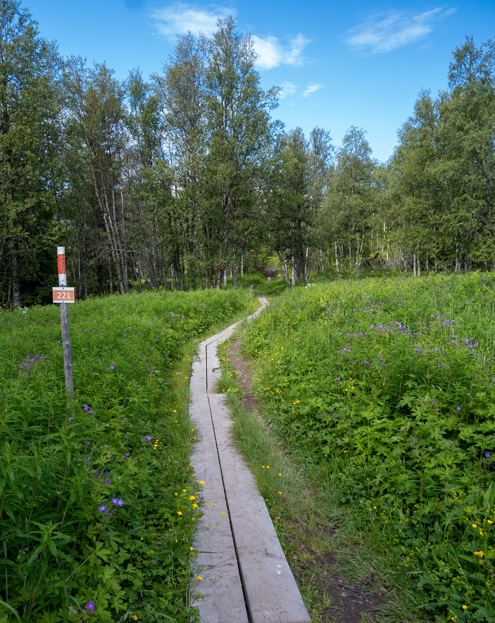 The path to Byxtjärn was filled with flowers.