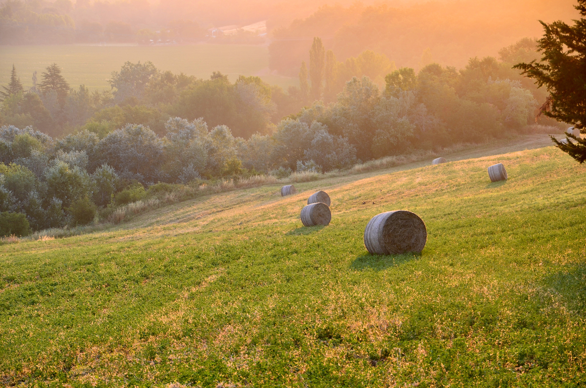 Fields of Gold