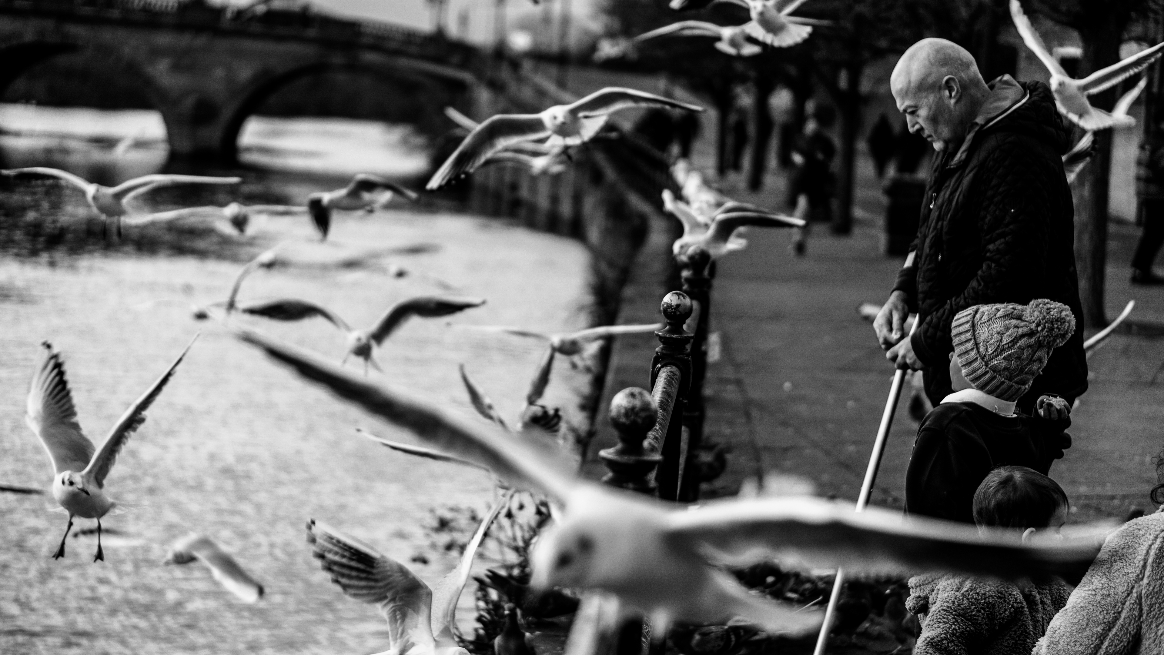 Black and white street photography. Man and a bids. Connection between the people and nature displayed in the photography