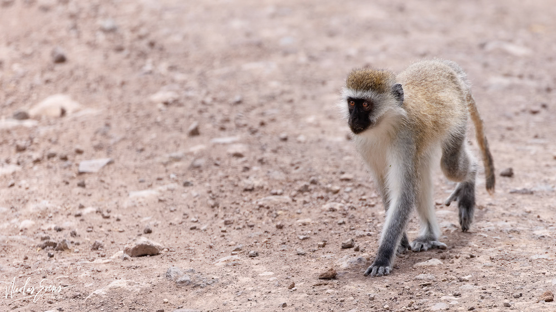 Ngorongoro Conservation Area, TZ