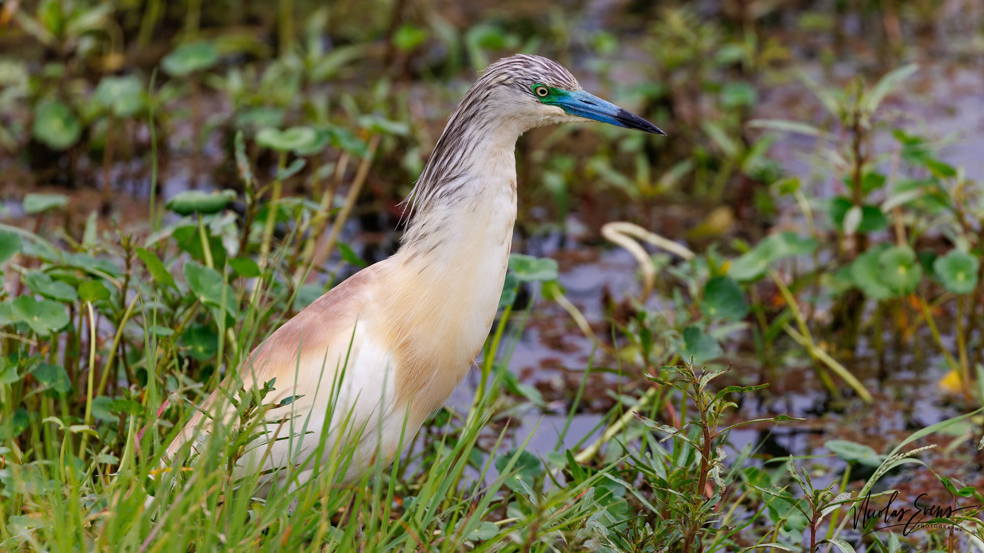 Ngorongoro Conservation Area, TZ