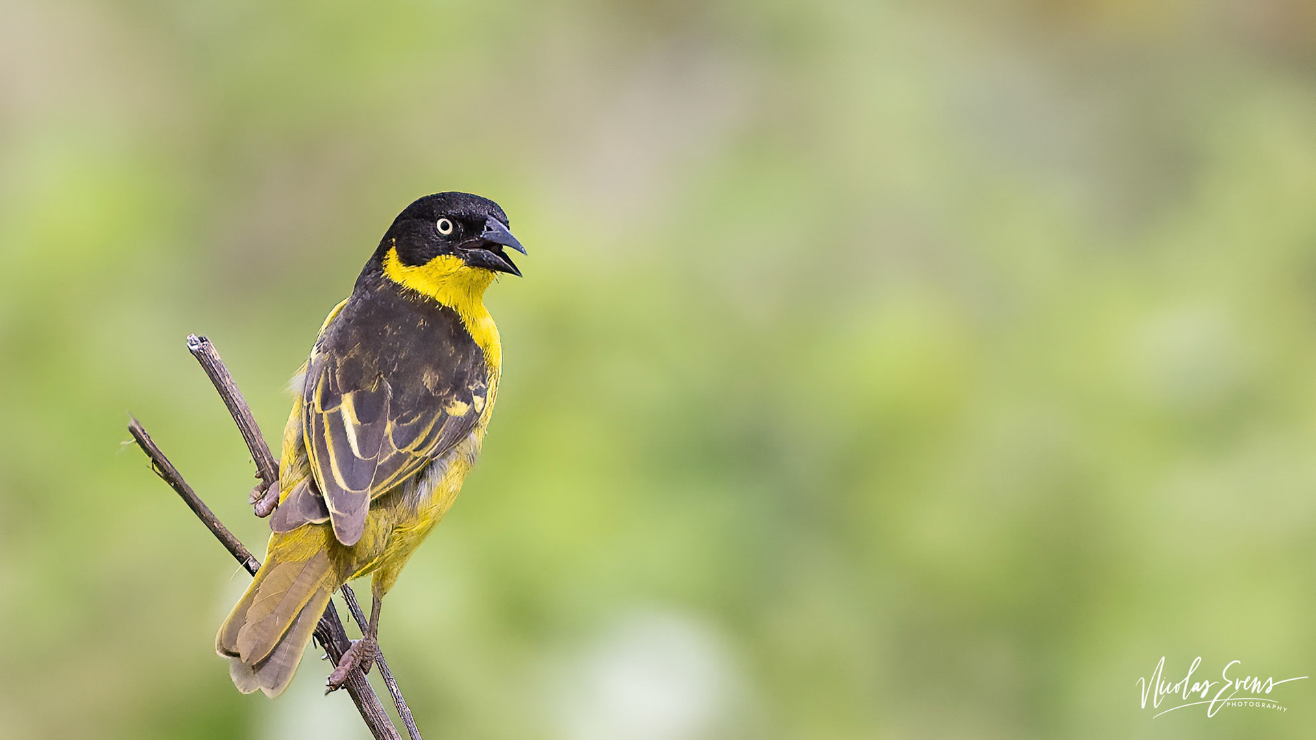Ndutu Conservation Area, TZ