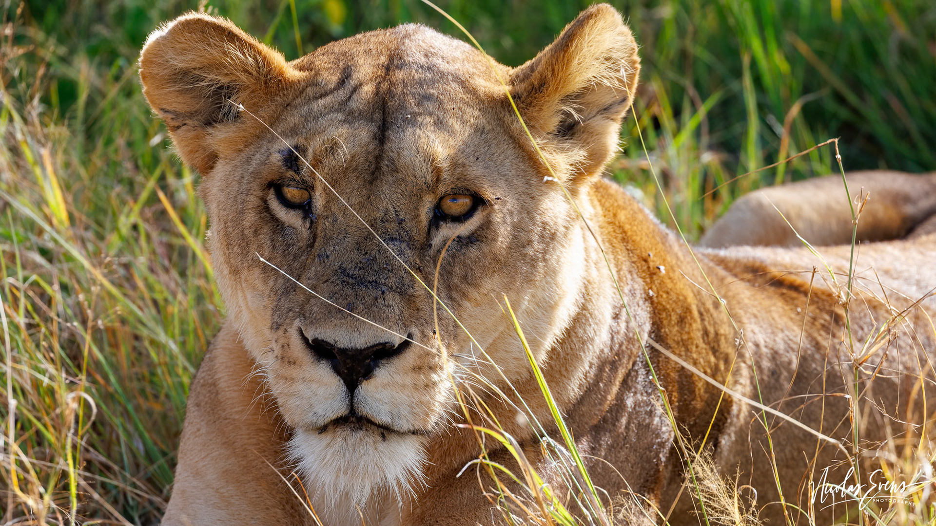Serengeti NP, TZ