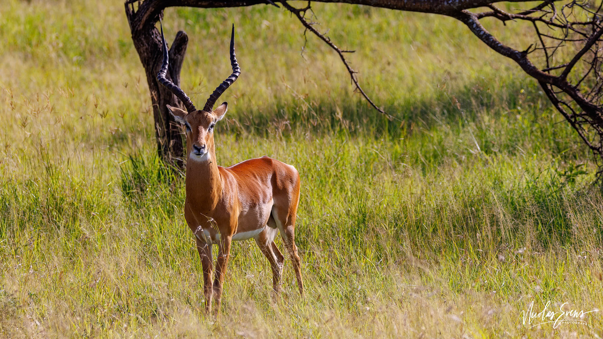 Serengeti NP, TZ