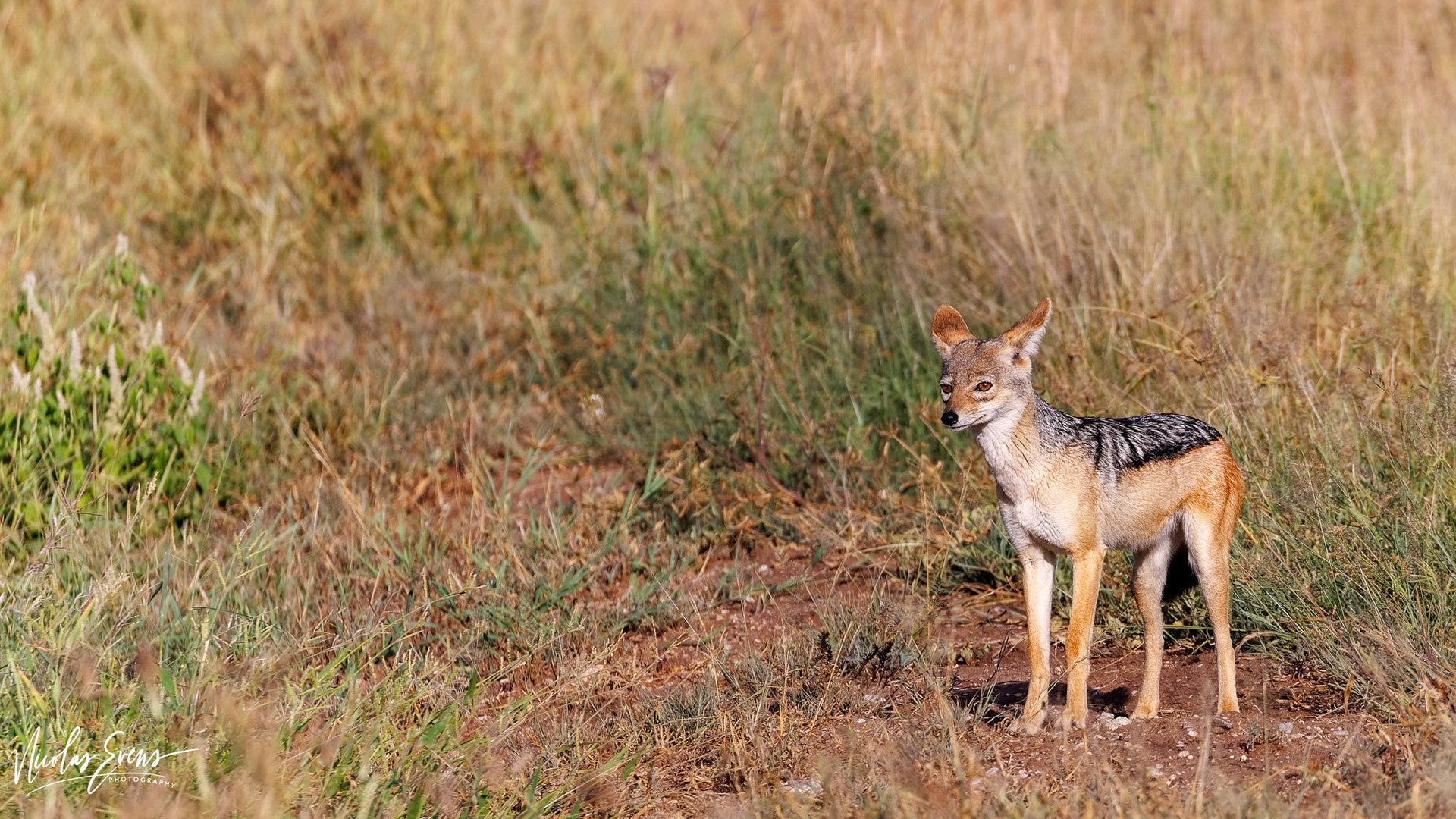 Serengeti NP, TZ