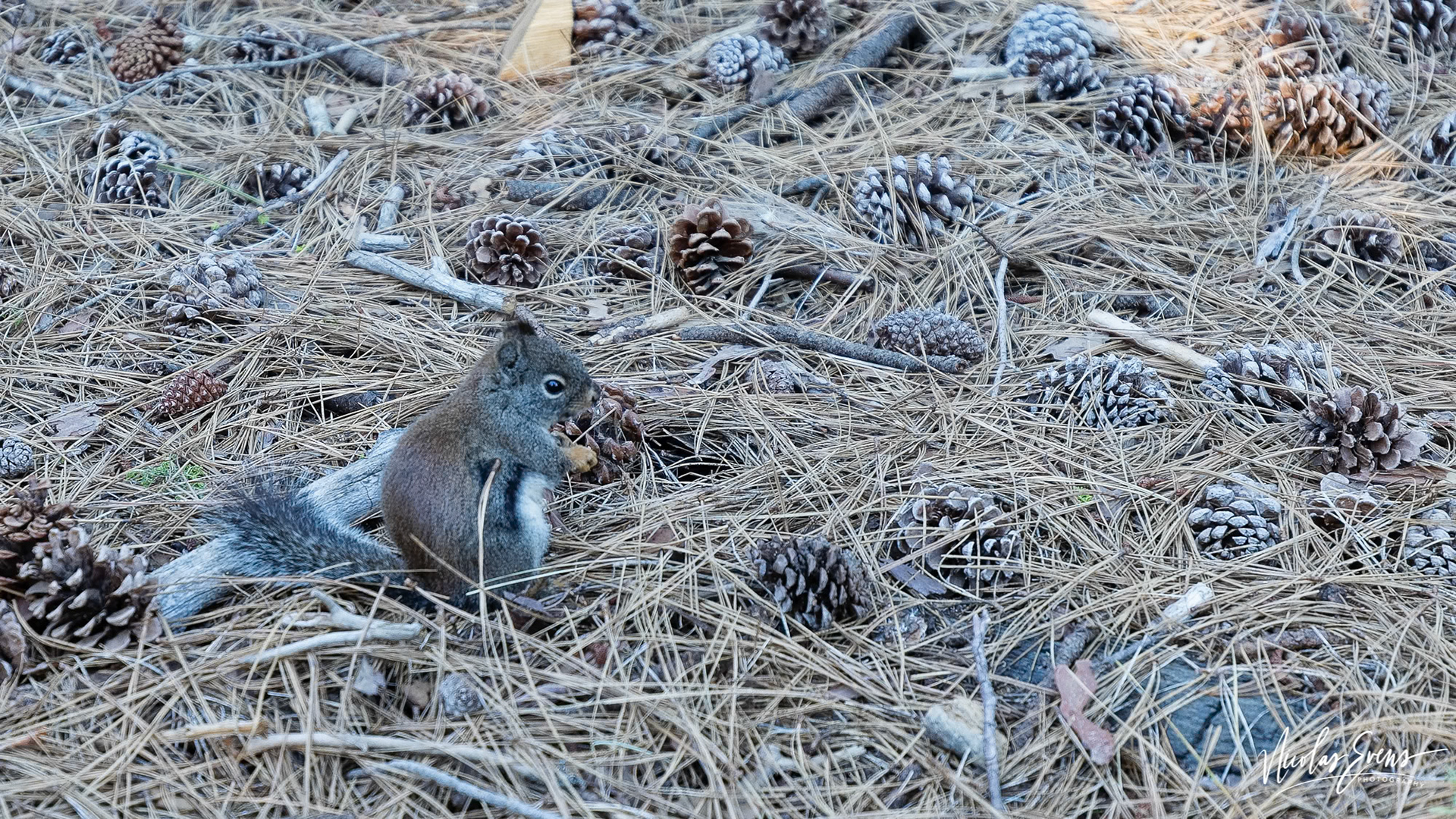 Mariposa Grove, CA, US