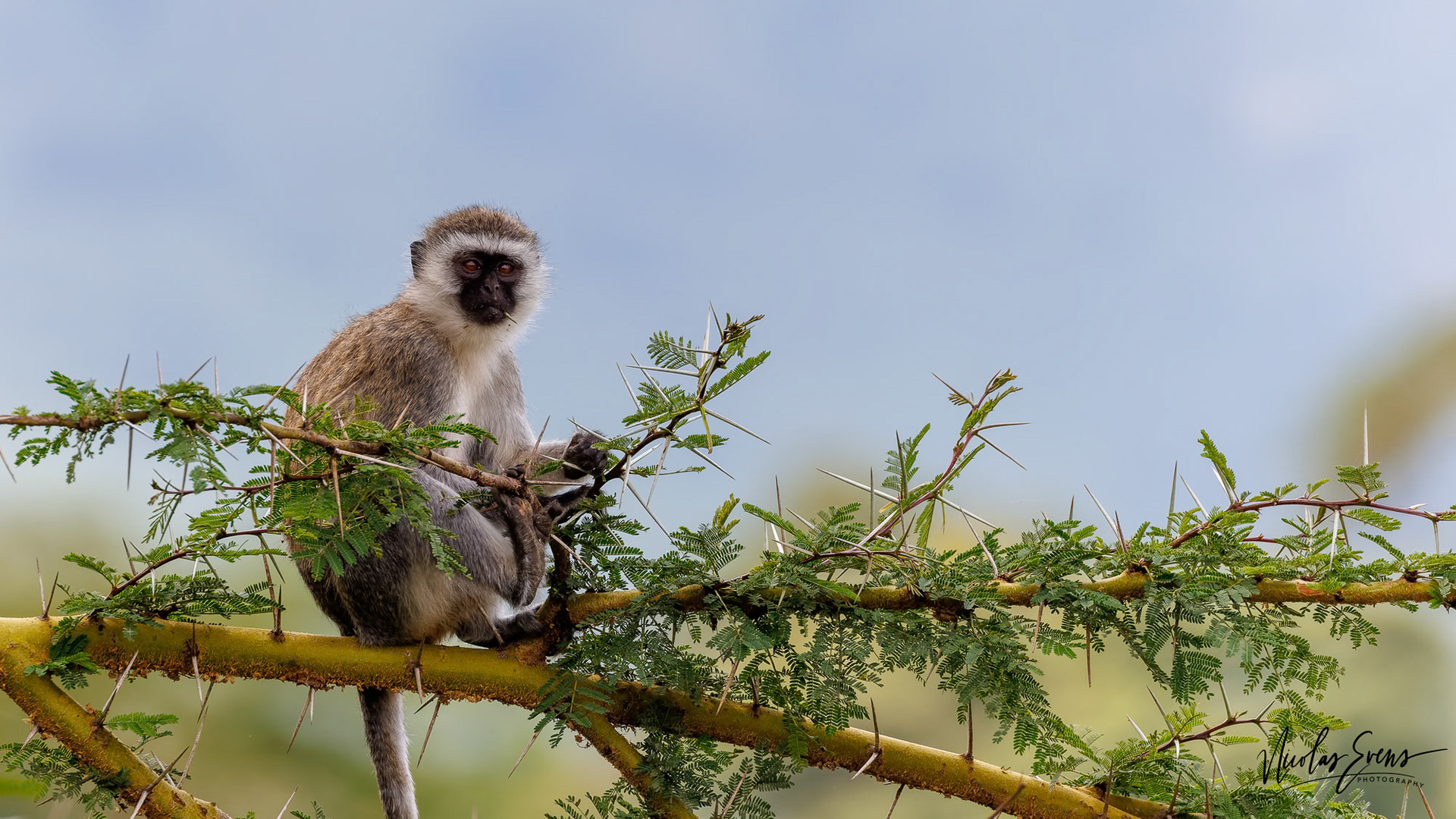 Ngorongoro Conservation Area, TZ