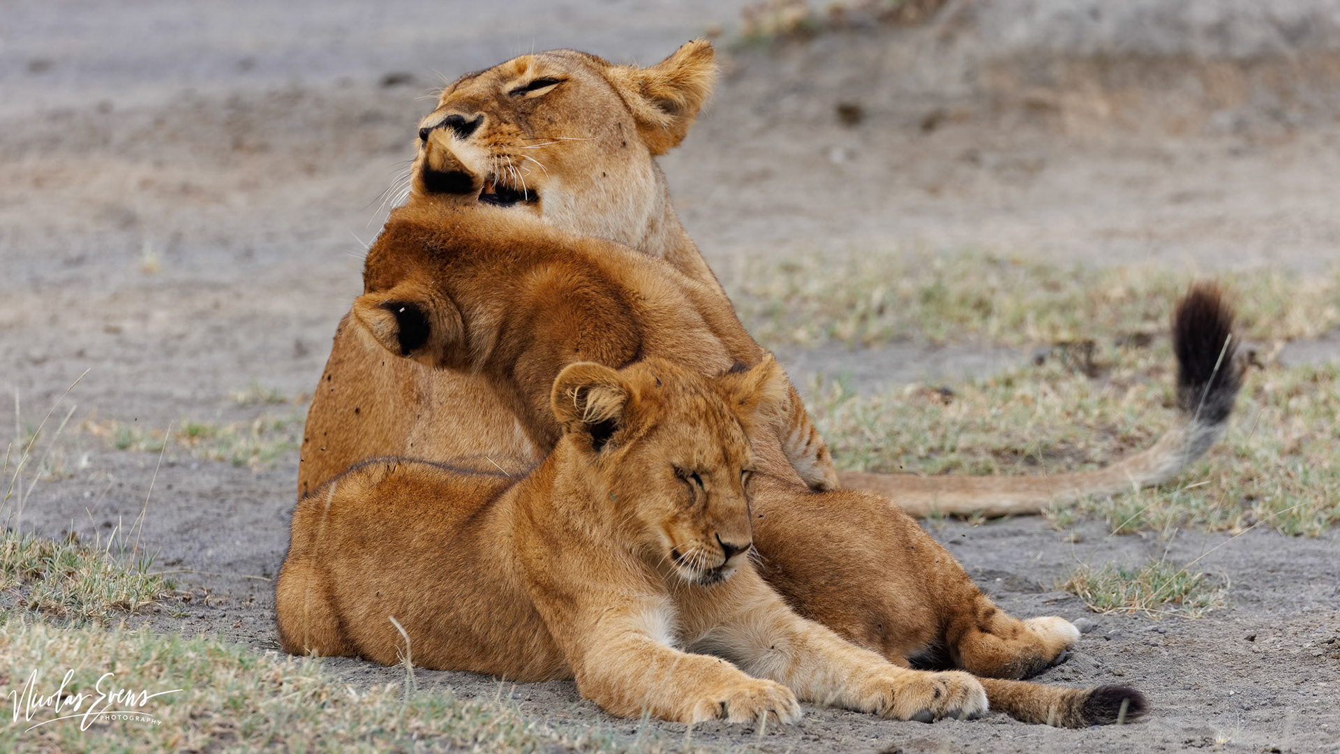 Ndutu Conservation Area, TZ