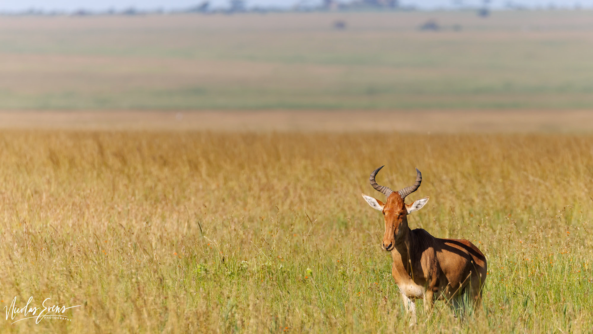 Serengeti NP, TZ
