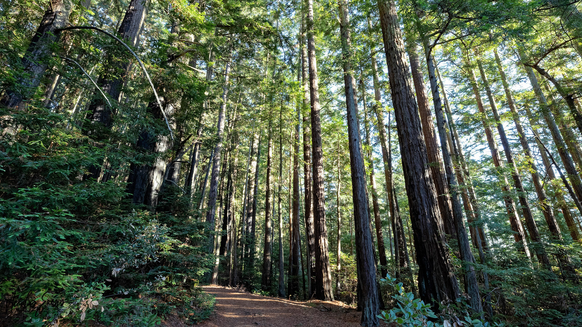 Muir Woods National Monument, CA, US