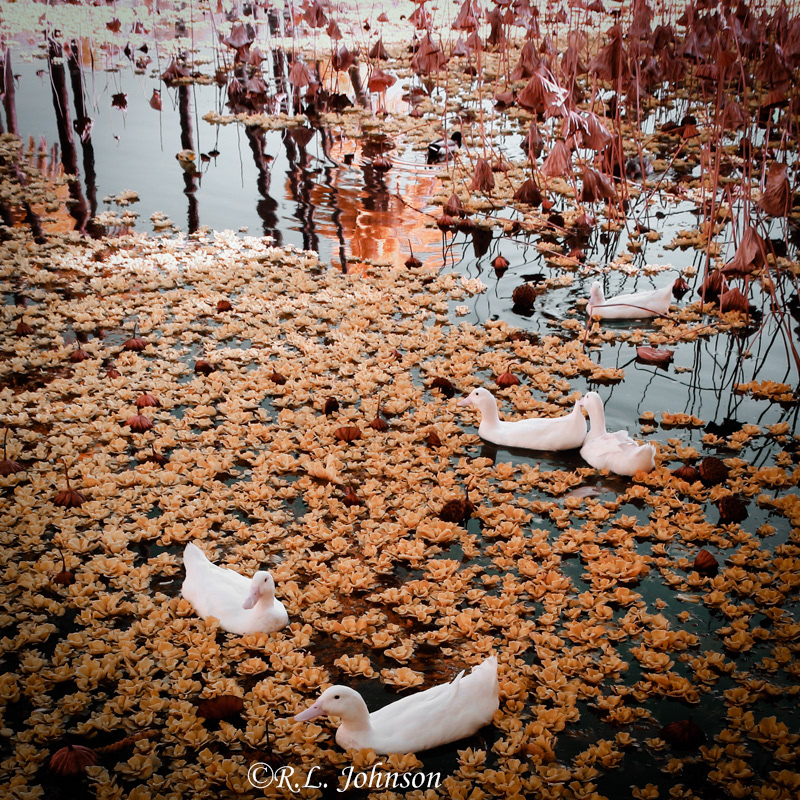 On Golden Pond