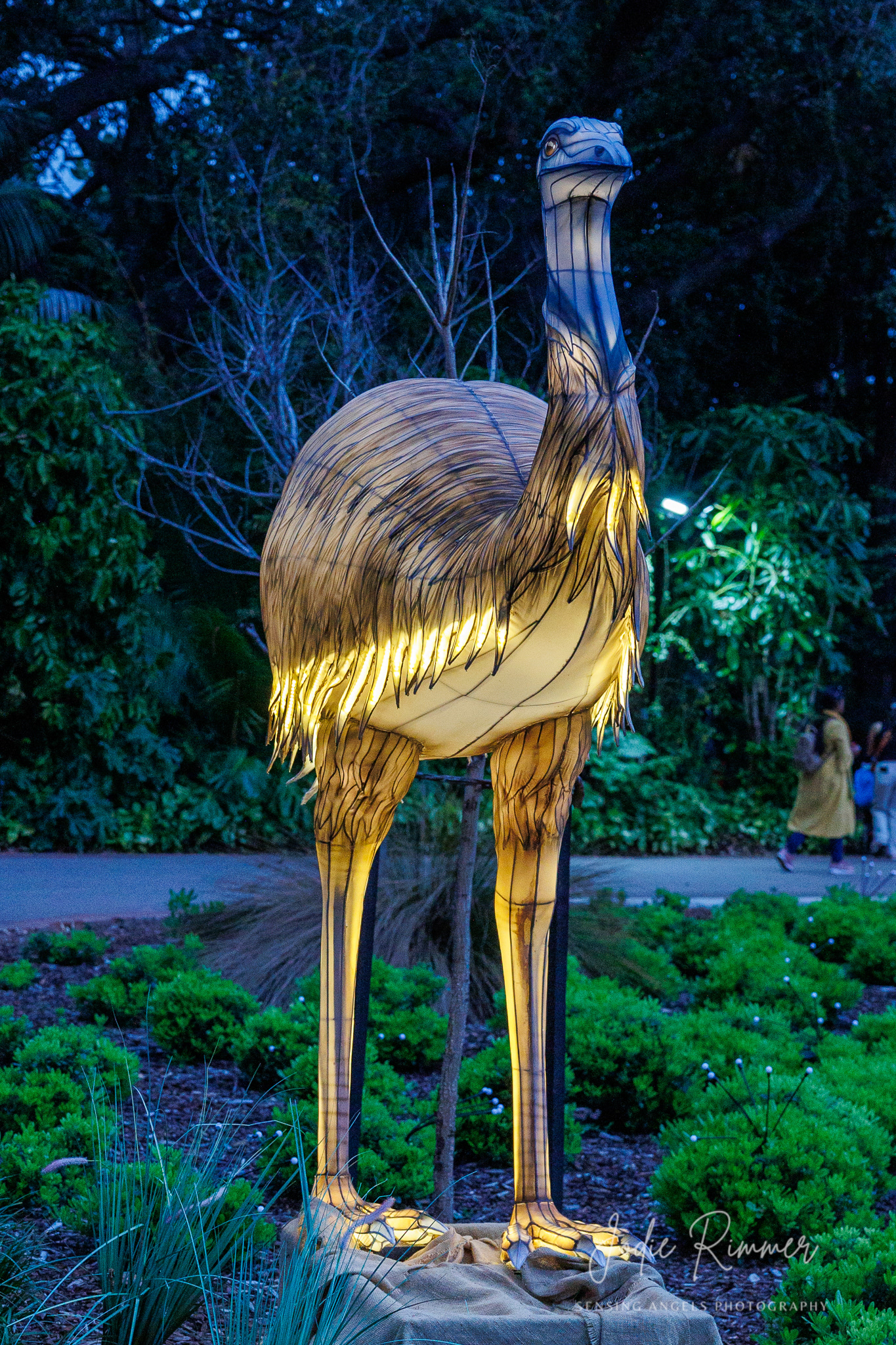 Perth Zoo - Lights Alive 2024