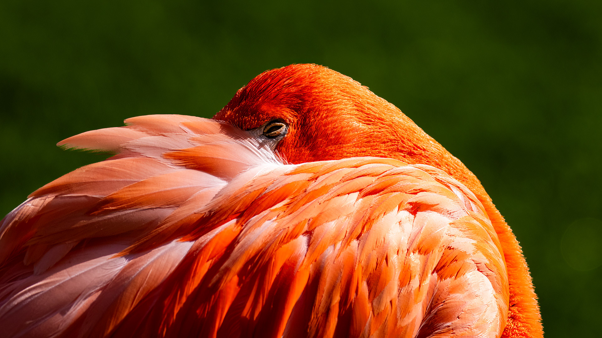 Colores fuertes