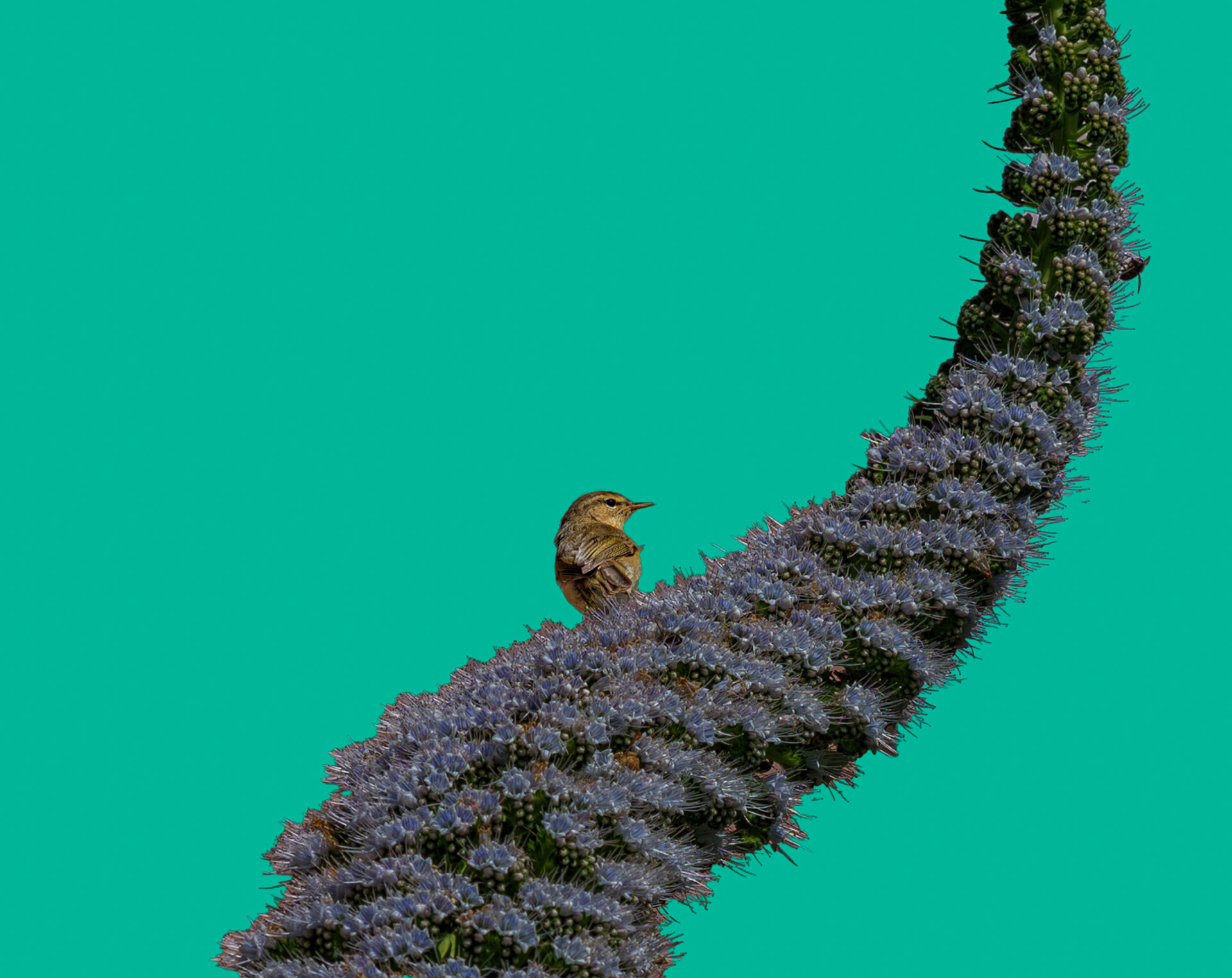 Amo la flora y la fauna (La Hijuela, Orotava)
