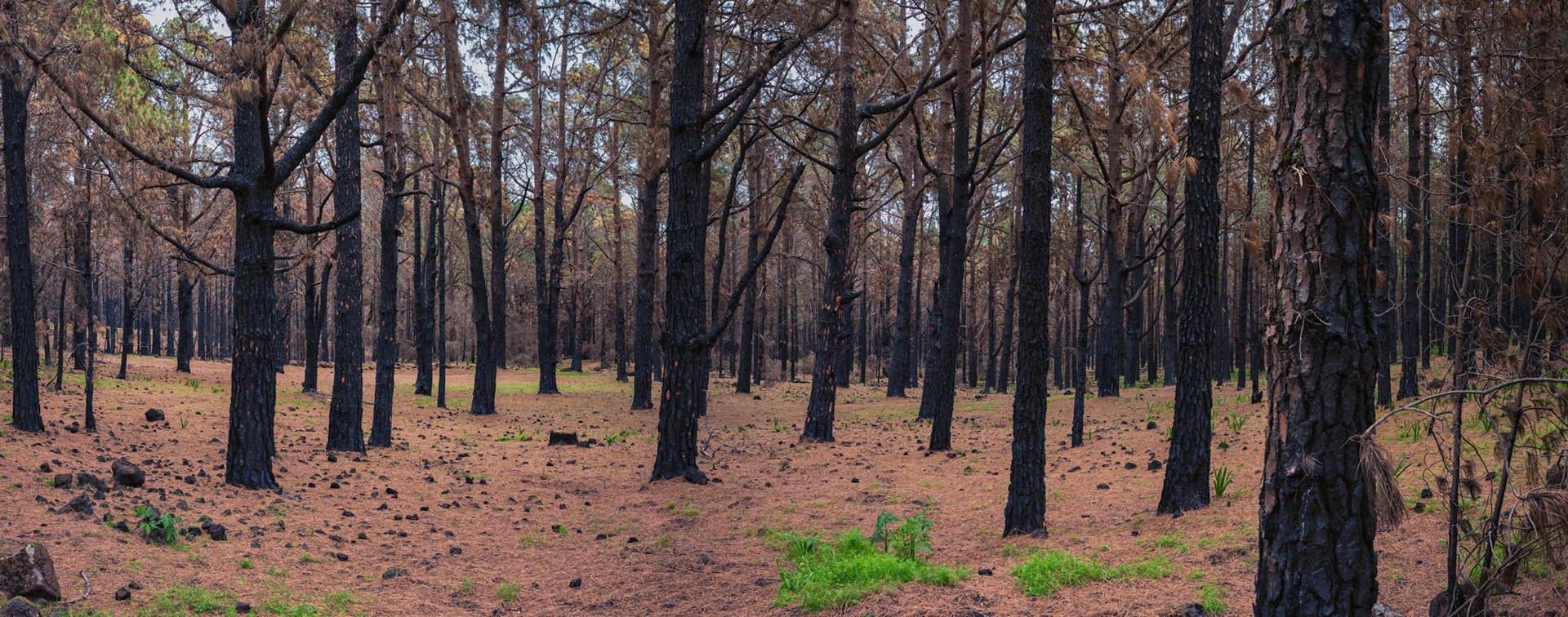 Las Raíces después del incendio.